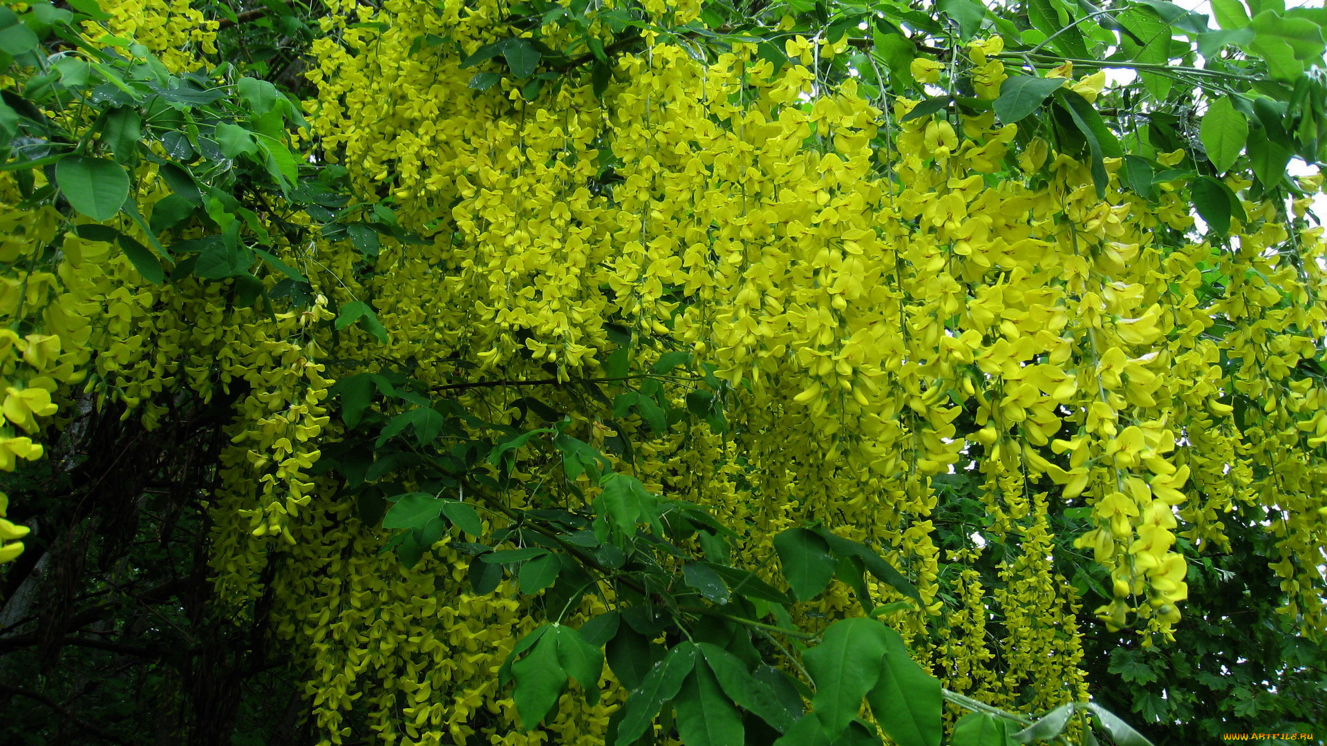 цветы, глициния, куст