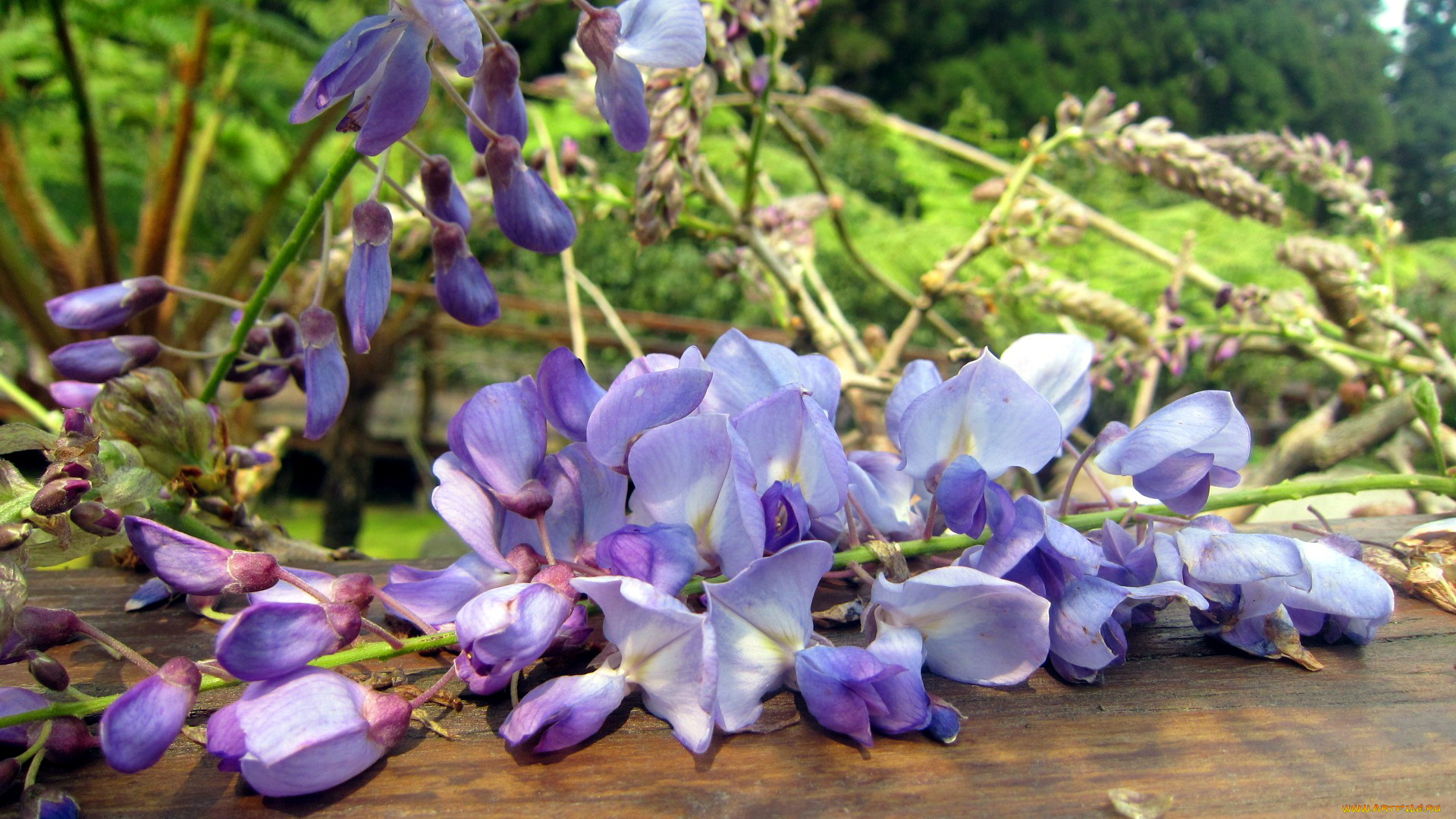 цветы, глициния, ветки