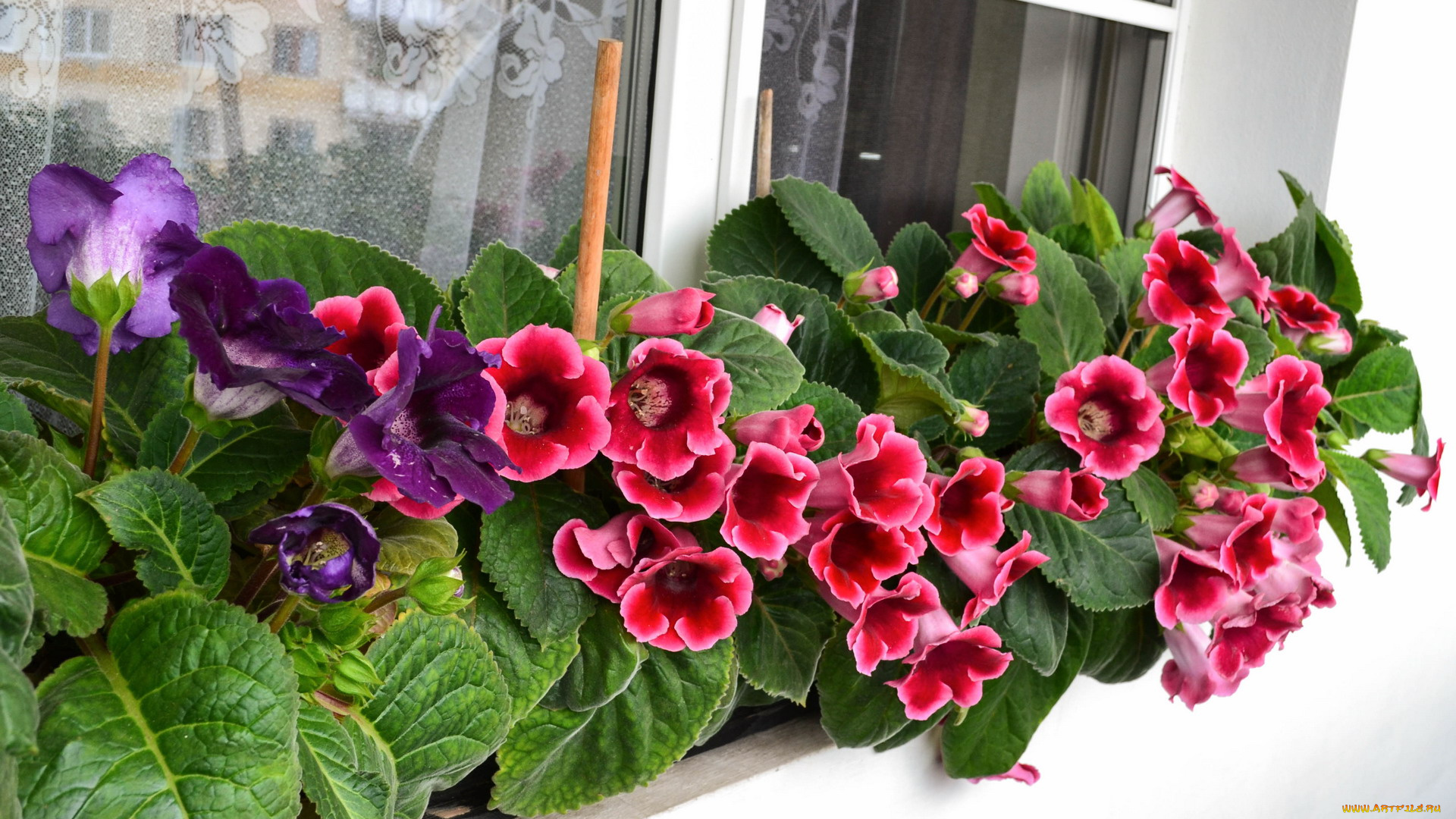 цветы, глоксиния, , синнингия, розовый, сиреневый