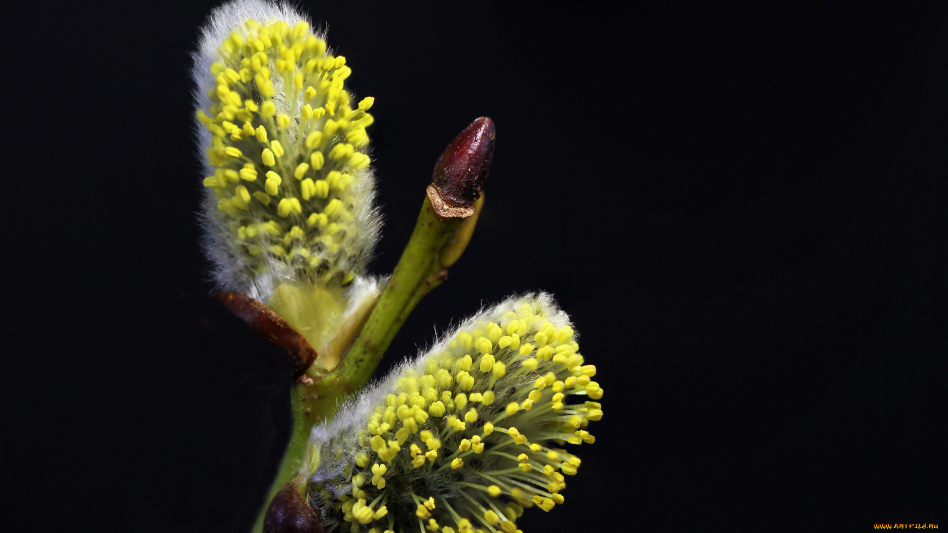 цветы, ива, , верба, цветок, чёрный, фон, макро