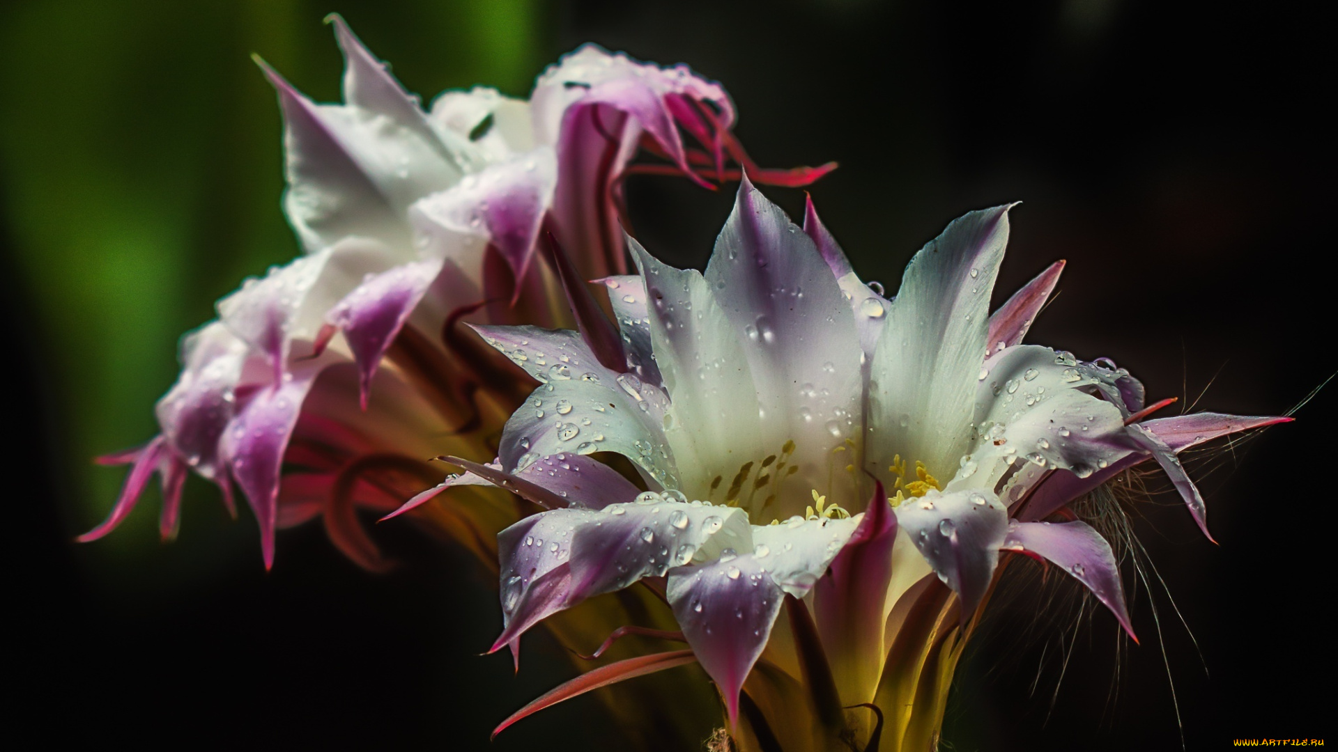 цветы, кактусы, цветение, hd, nature, flower, cactus, кактус, природа, пыльца, вода, drops, water, blossom, капли