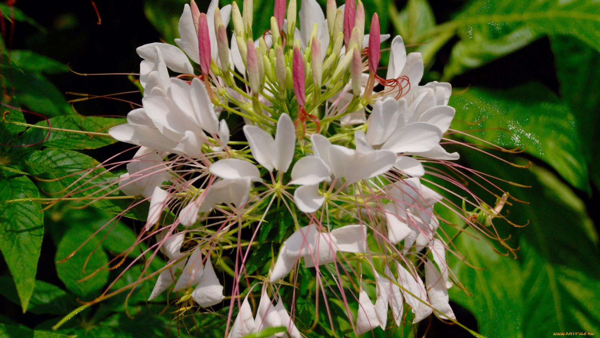 цветы, клеомы, лепестки, белые, тычинки