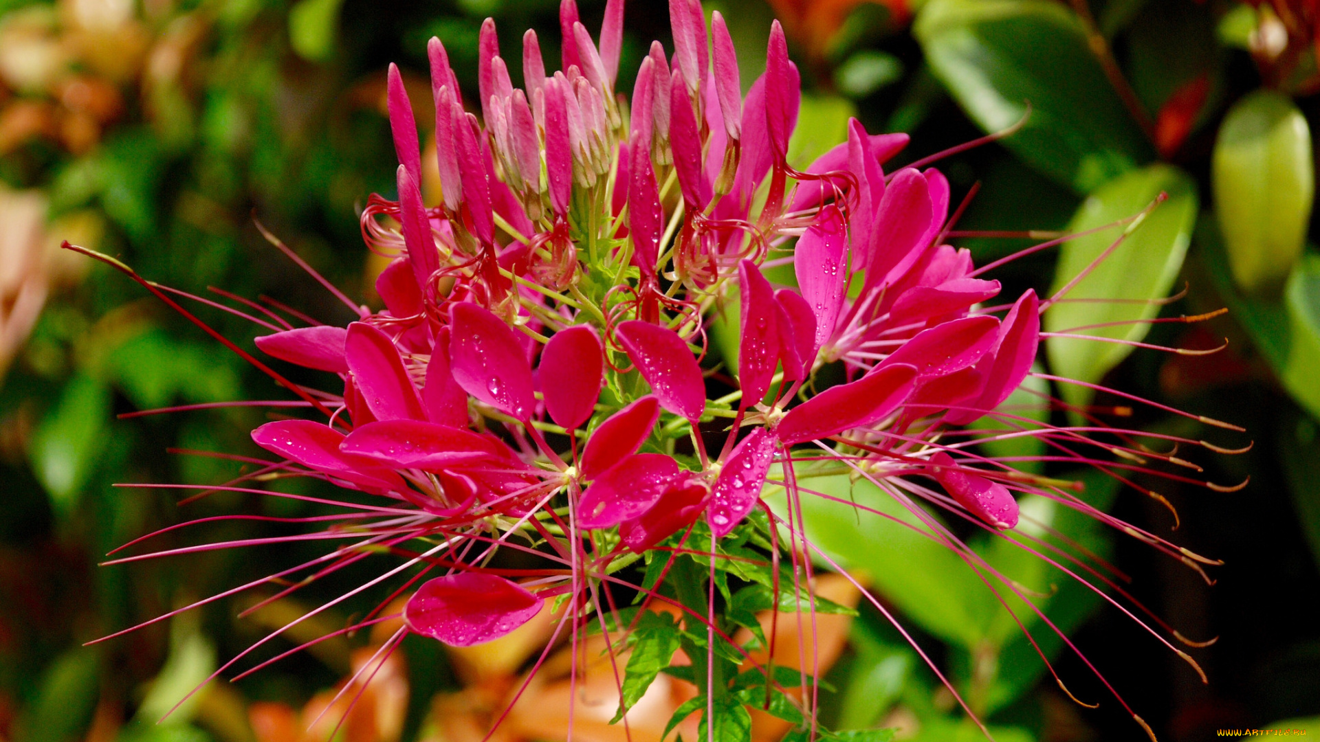 цветы, клеомы, роса, лепестки, красные, тычинки