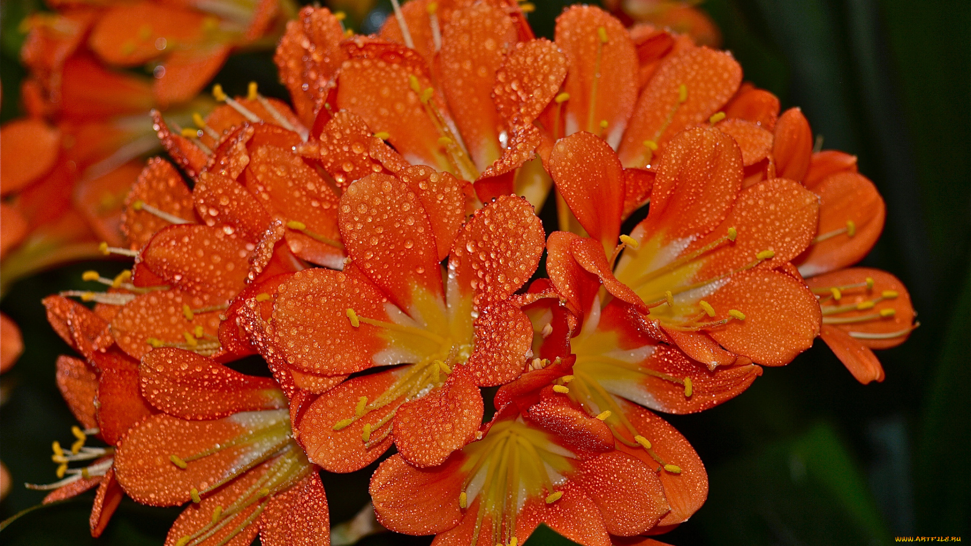 цветы, кливия, вода, оранжевые, капли