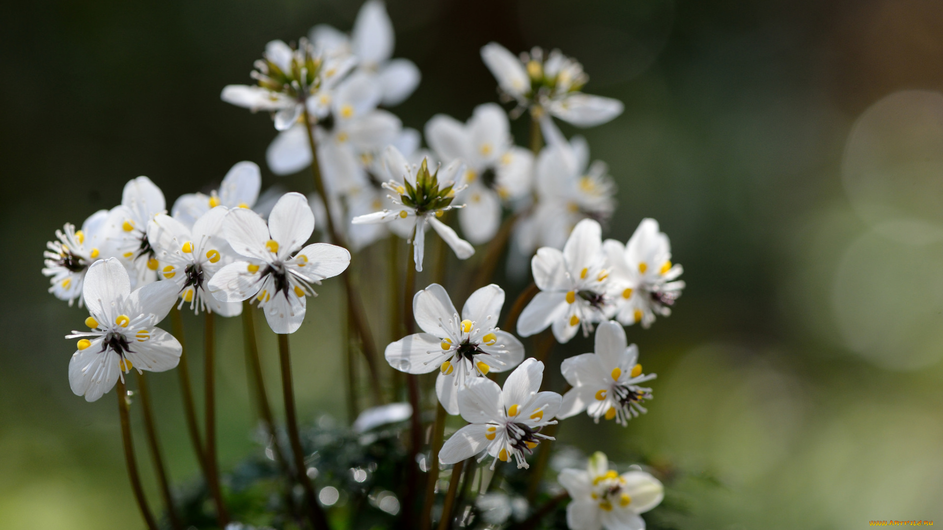 цветы, кустик, белые