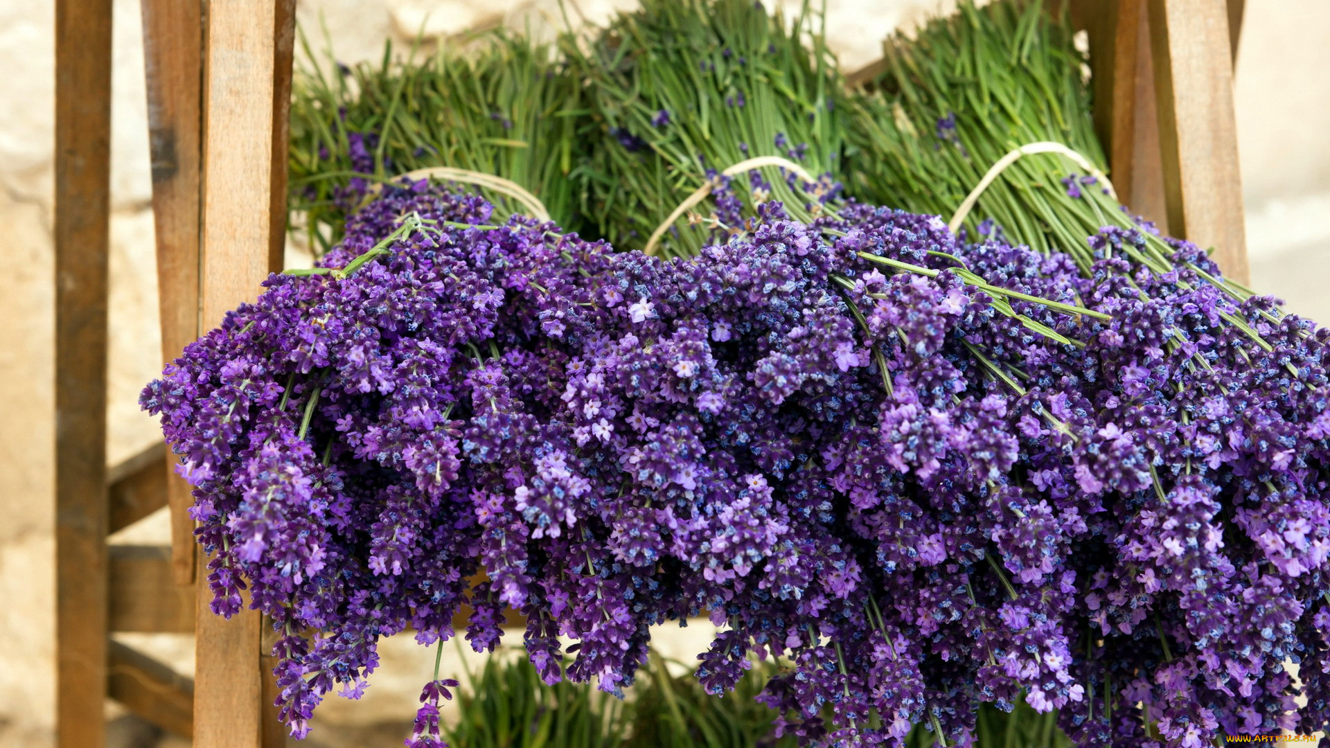 цветы, лаванда, сиреневый