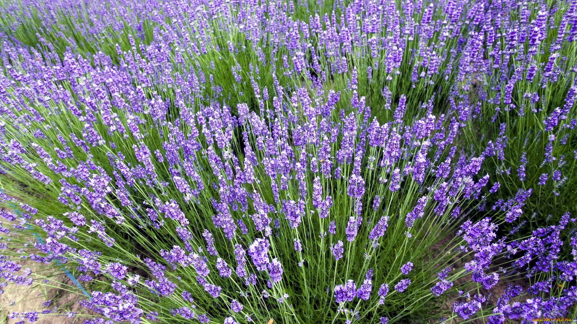 цветы, лаванда, сиреневый