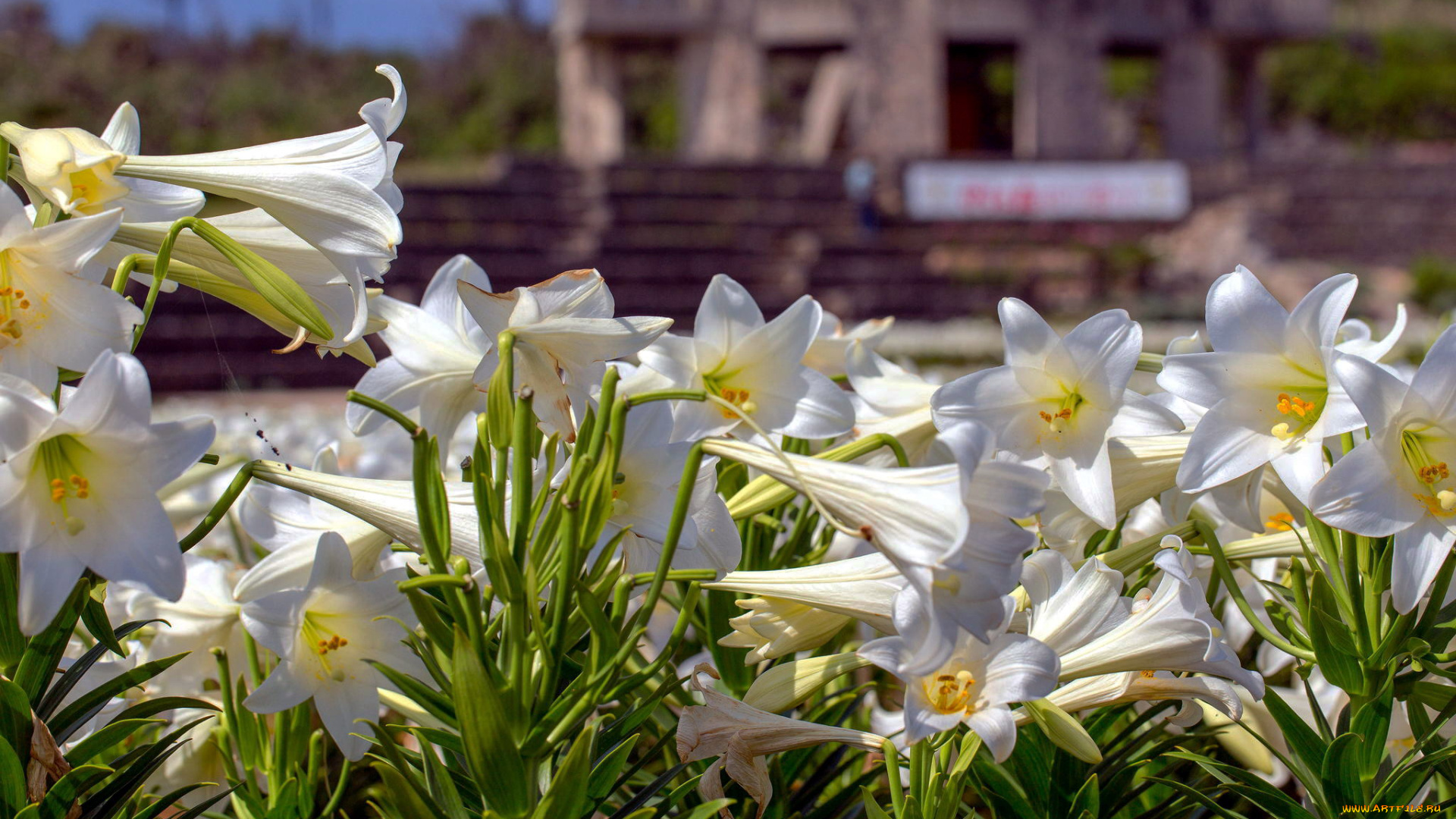 цветы, лилии, , лилейники, белый