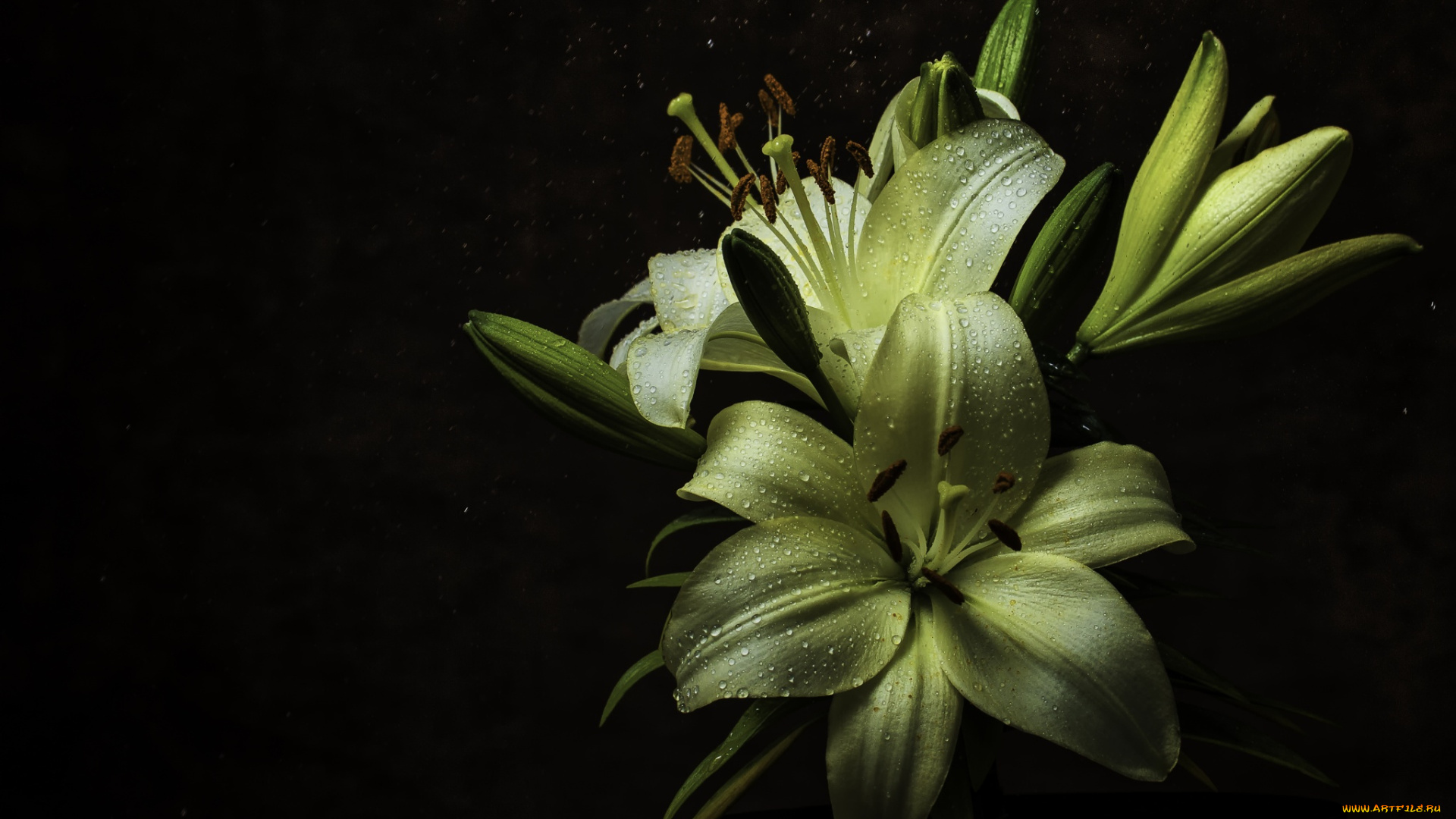 цветы, лилии, , лилейники, dew, wayne, gaylard, ночь, капли, rain, макро, роса, зимбабве, macro, lilium, harare, flower, лилия, zimbabwe, yellow