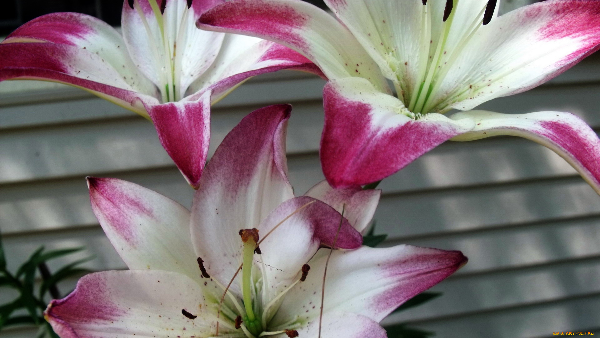 цветы, лилии, , лилейники, трио