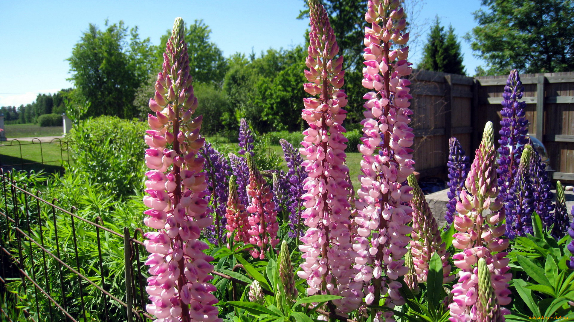 цветы, люпин, синий, розовый