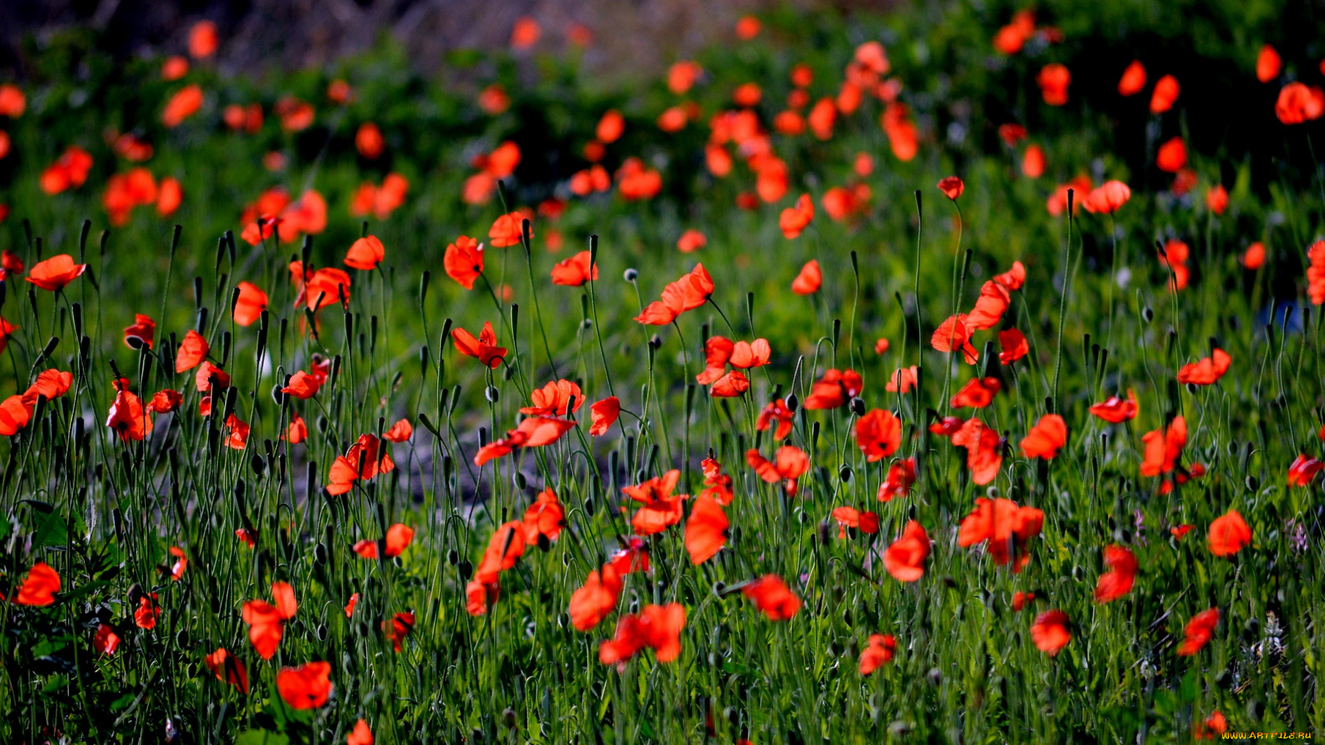 цветы, маки, красные, луг, поле