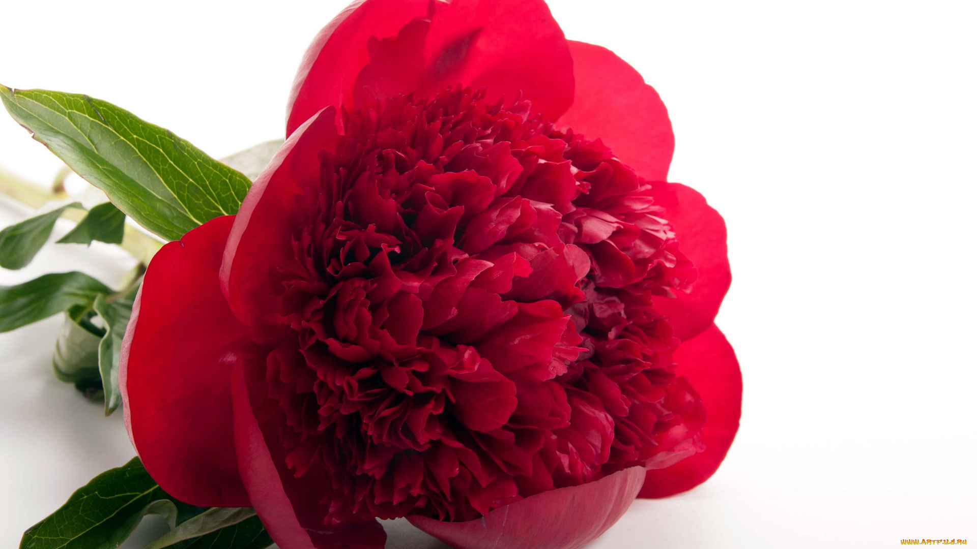 цветы, пионы, красный