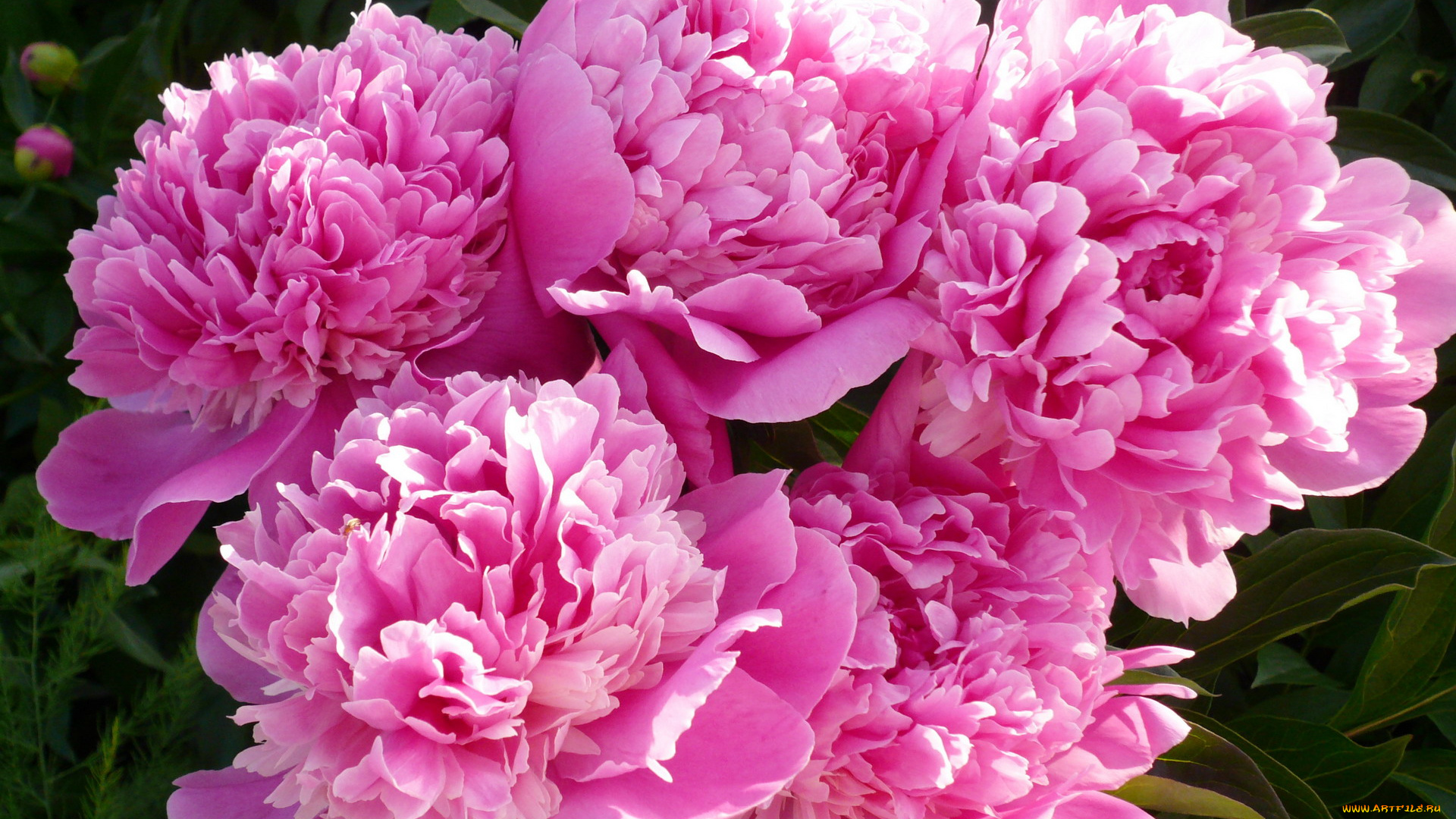 цветы, пионы, розовый