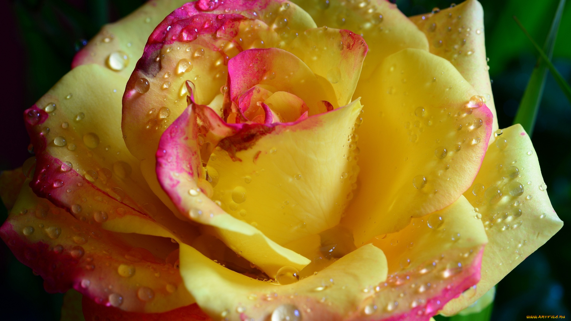 цветы, розы, beauty, water, drops, yellow, tender, hd, romantic, flower, rose, романтика, нежность, красота, капли, желтая, цветок, роза, emi