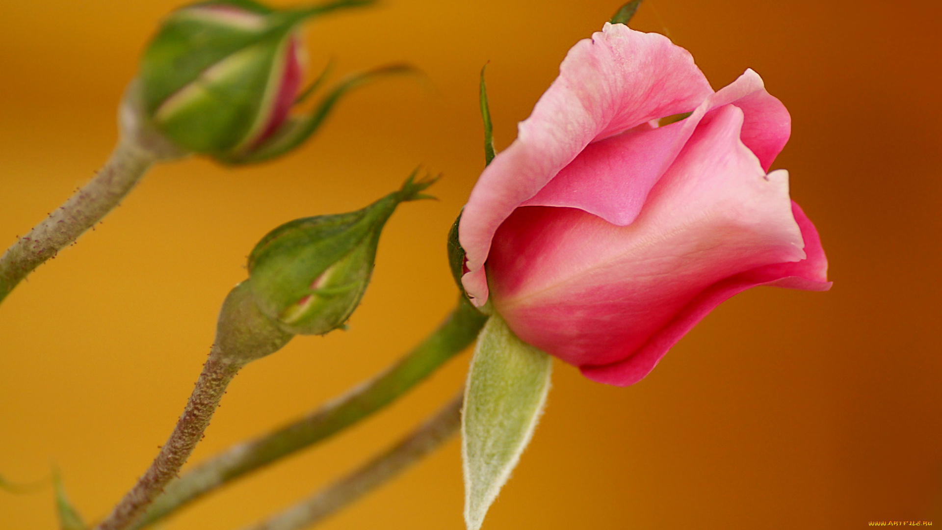 цветы, розы, макро, лепестки, бутон, роза