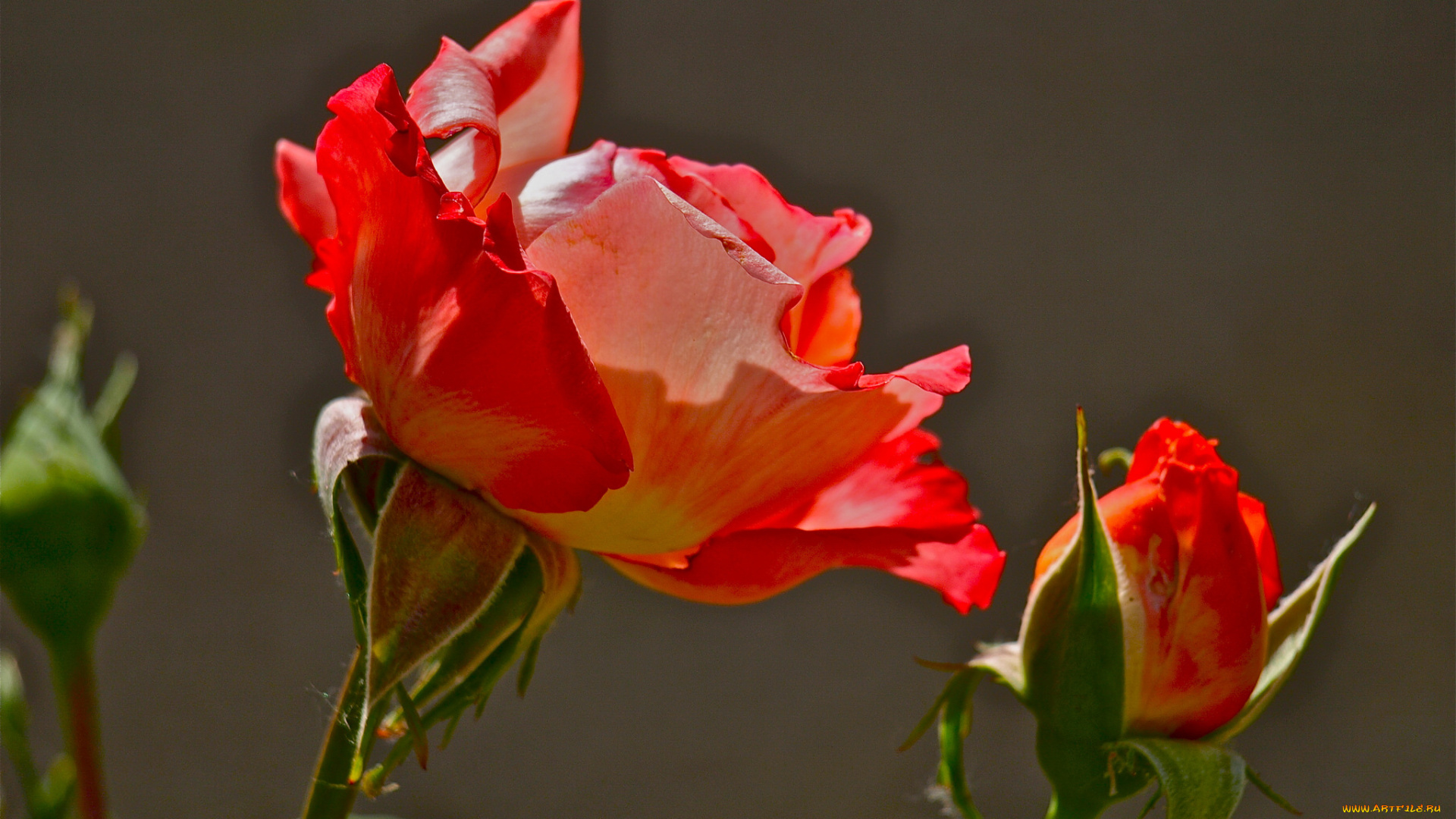 цветы, розы, оранжевые, фон, цветок, бутон