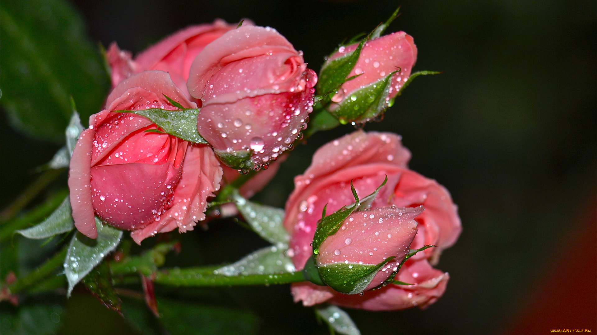 цветы, розы, роса, розовые, капли