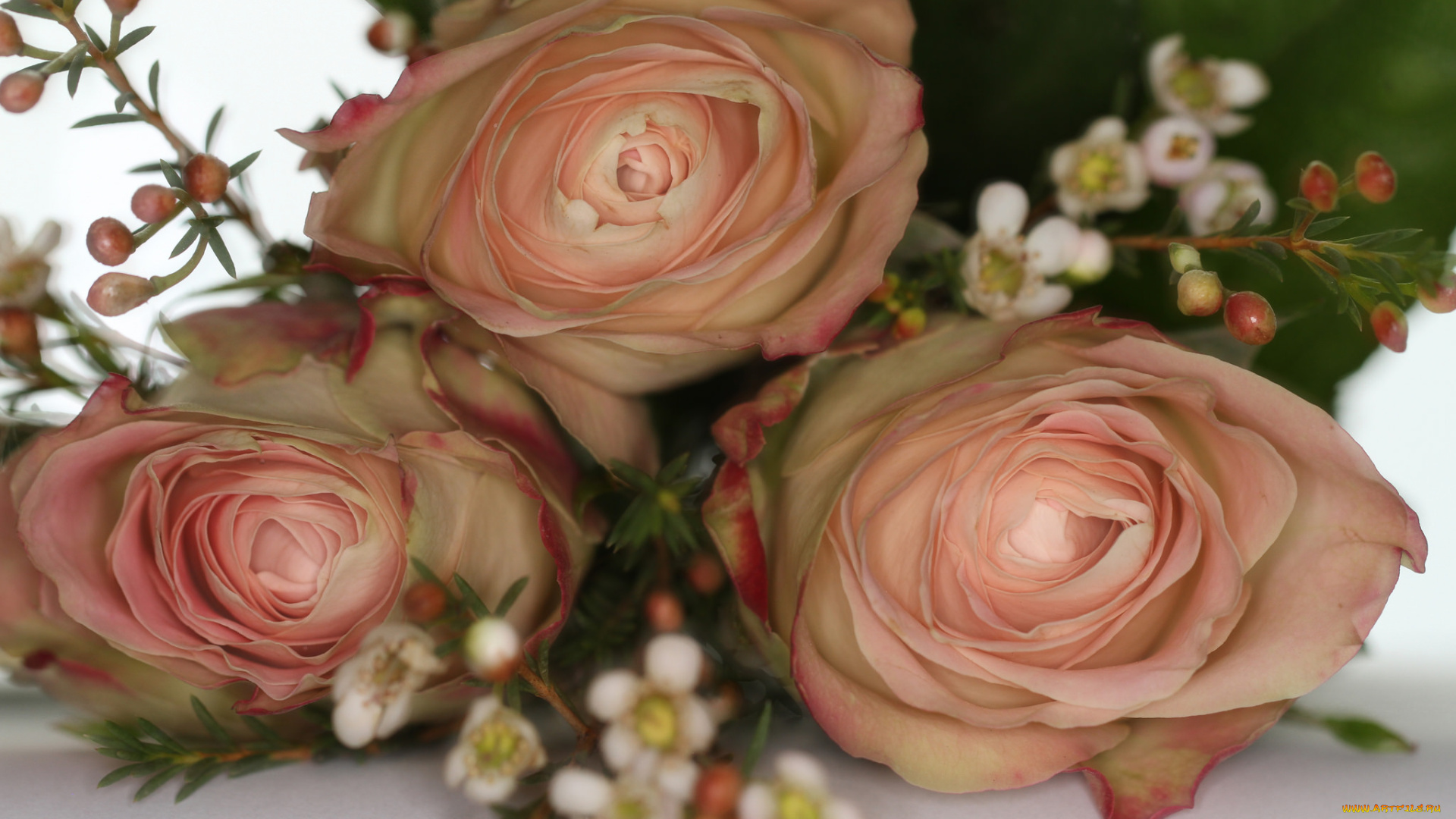 цветы, розы, розовые