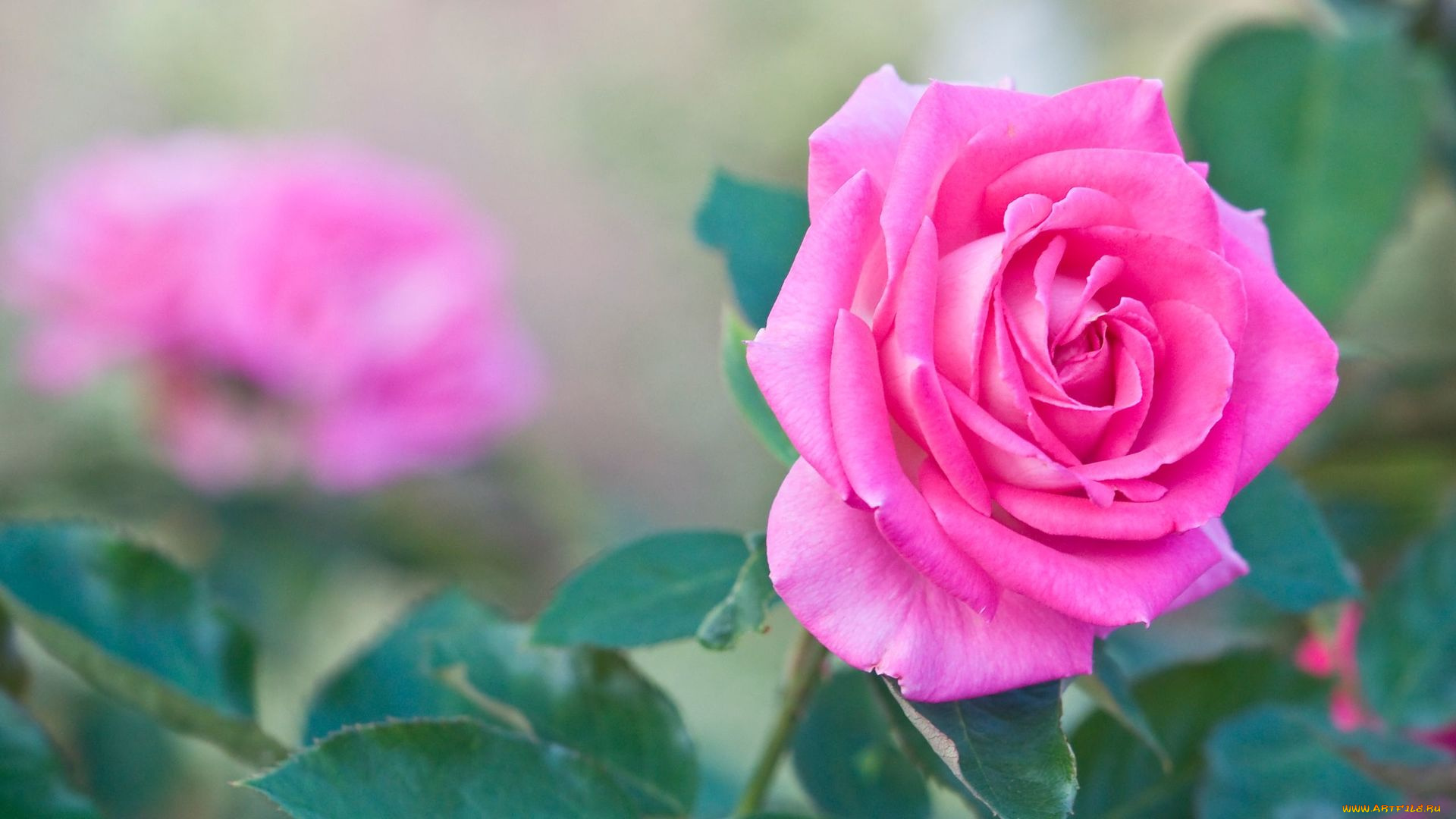 цветы, розы, розовый