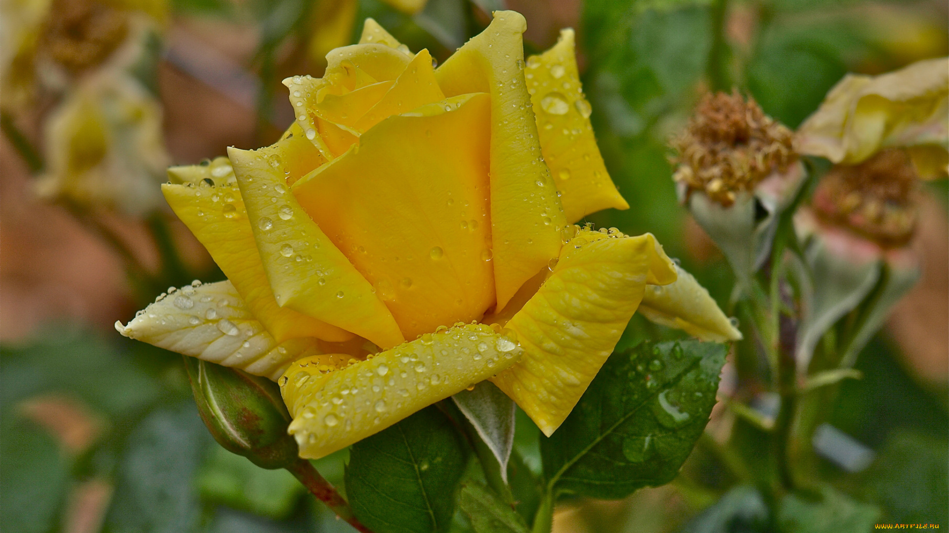 цветы, розы, вода, капли, роса, жёлтая, макро, лепестки, бутон, роза