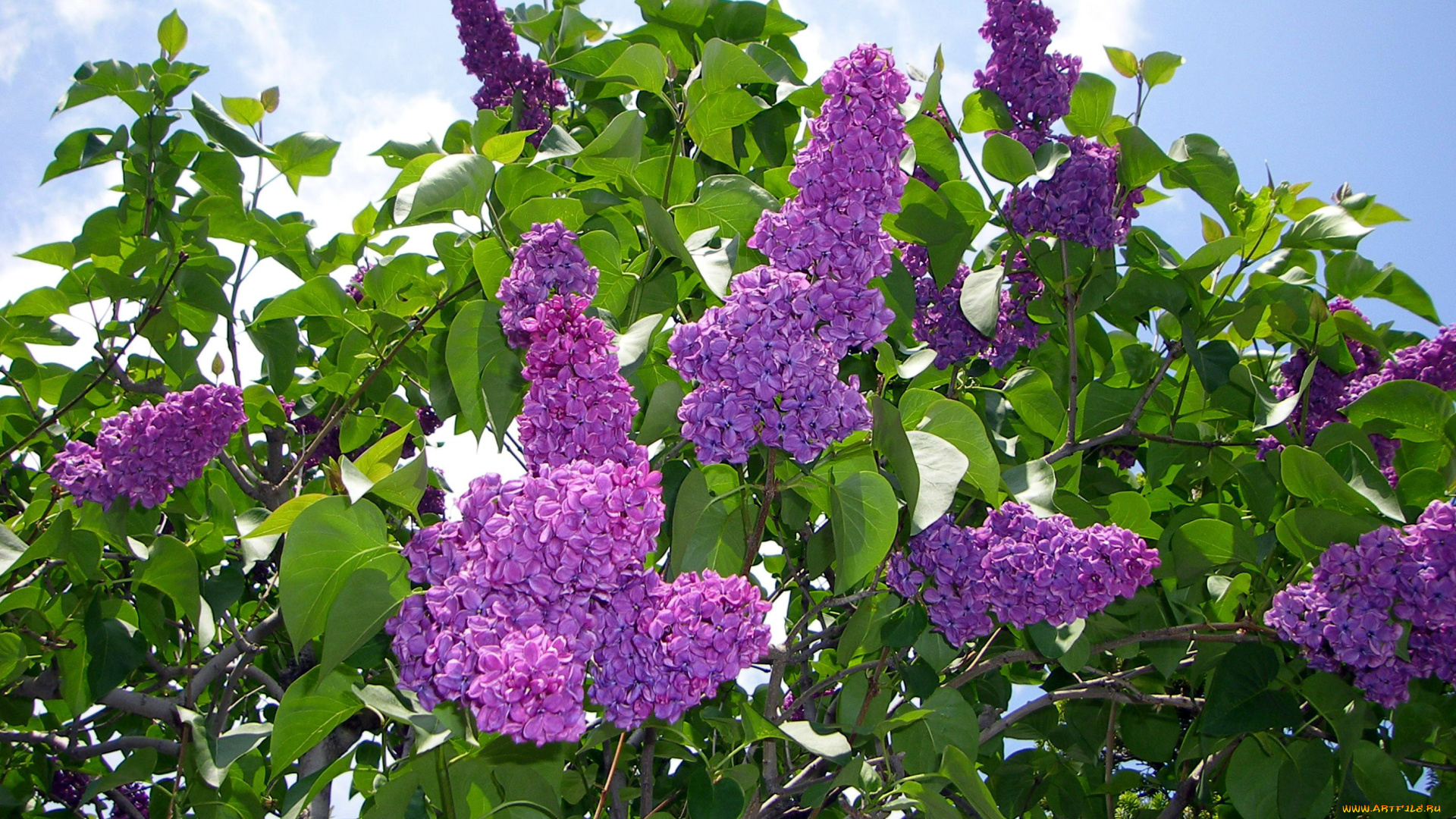 цветы, сирень, куст