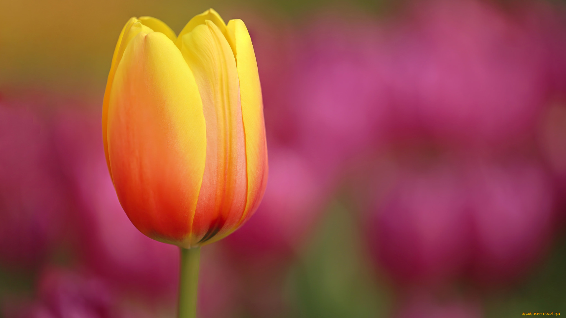 цветы, тюльпаны, природа, tender, water, nature, flower, li, feng, луг, drops, orange, tulips, цветок