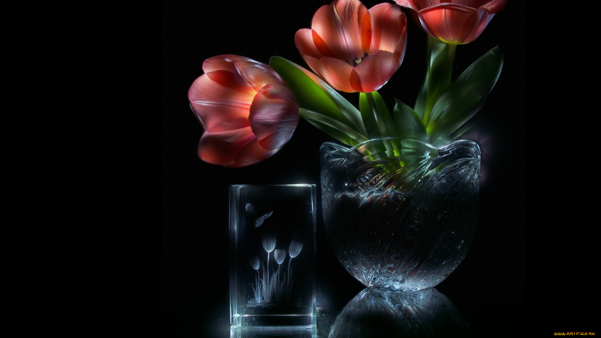 цветы, тюльпаны, тёмный, фон