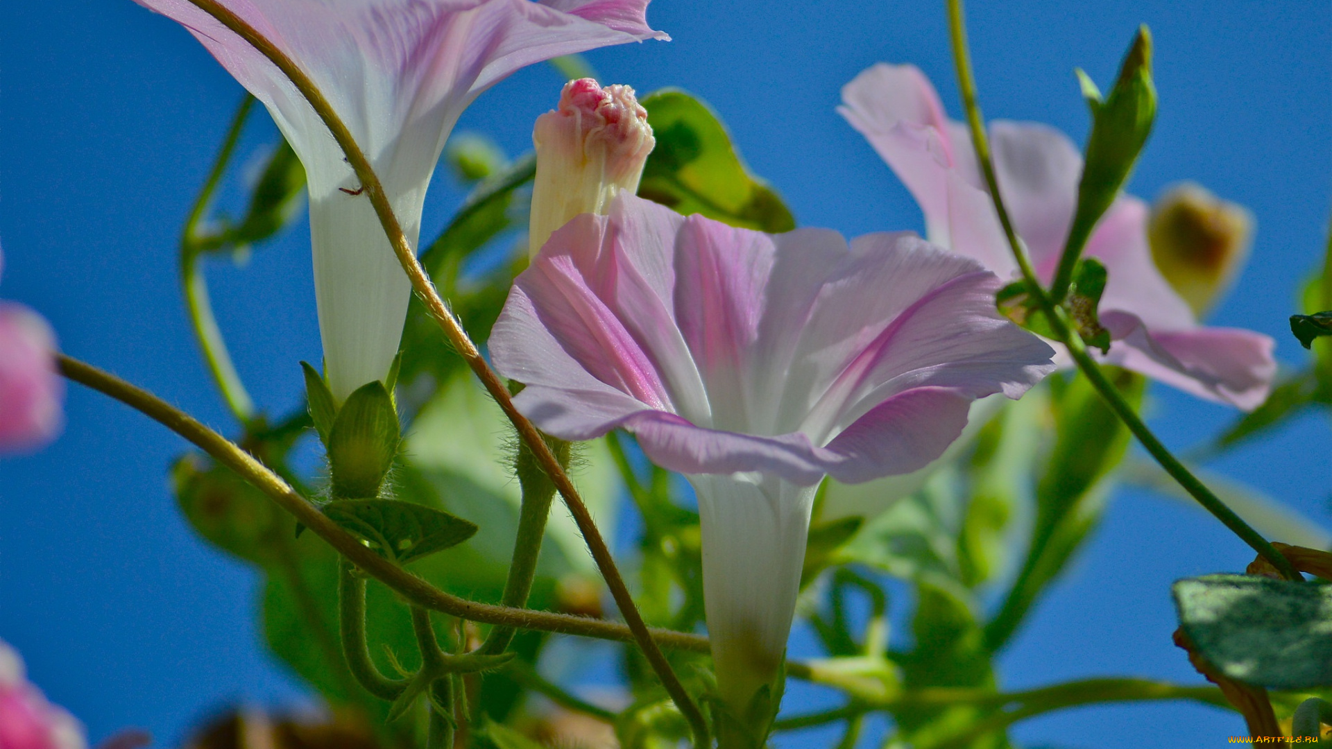 цветы, вьюнки, , ипомеи, вьюнок, небо