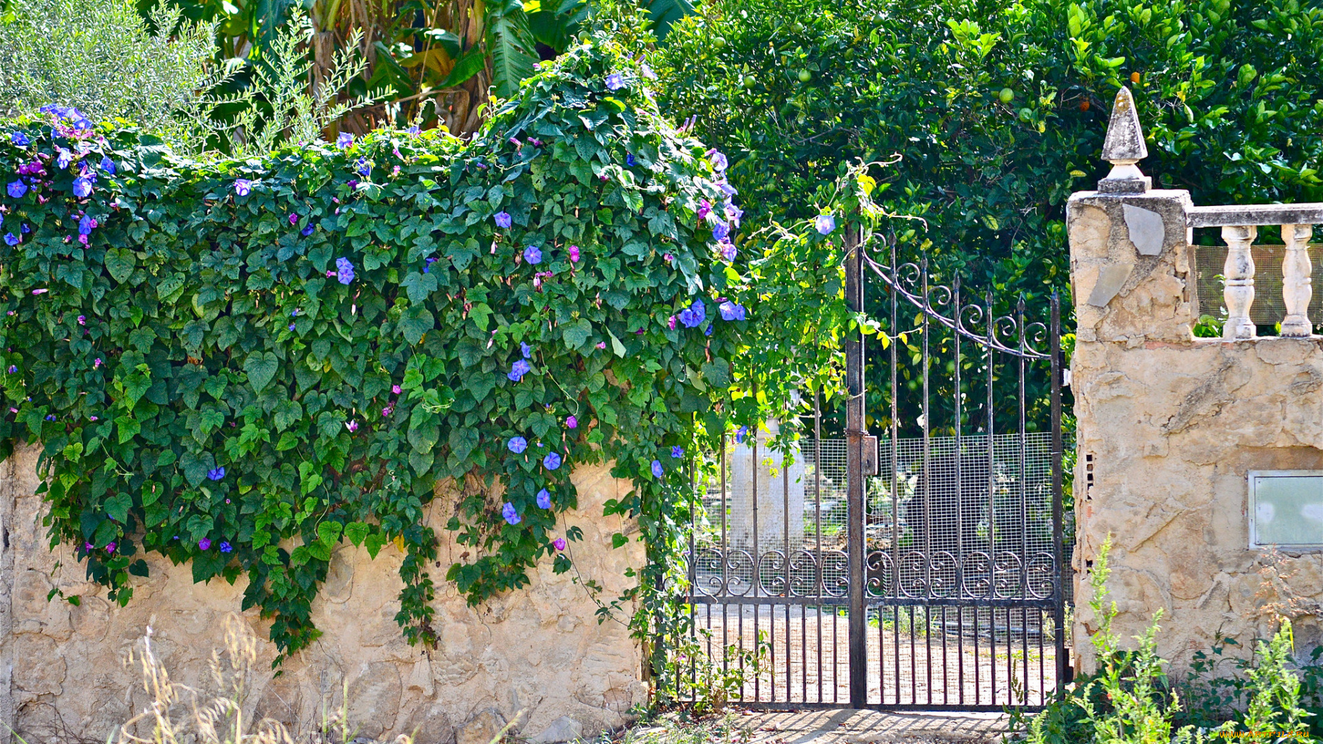 цветы, вьюнки, , ипомеи, вьюнок, забор