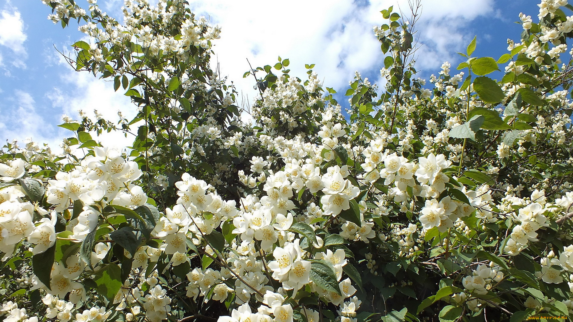 цветы, жасмин, весна, куст, небо