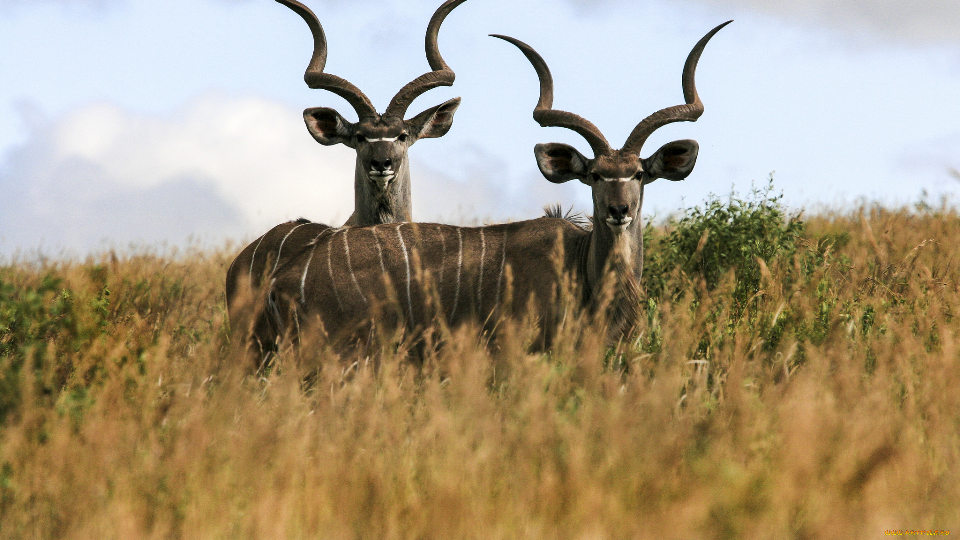 животные, антилопы, рога, степь