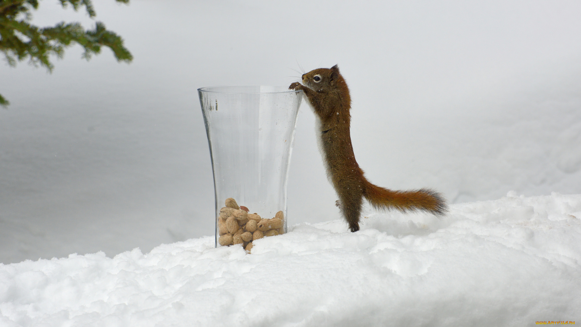 животные, белки, стакан, орешки, белка, зима, снег