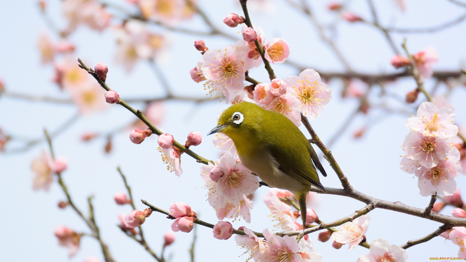 животные, белоглазки, белоглазка, ветки, цветы, птица, цветущее, дерево