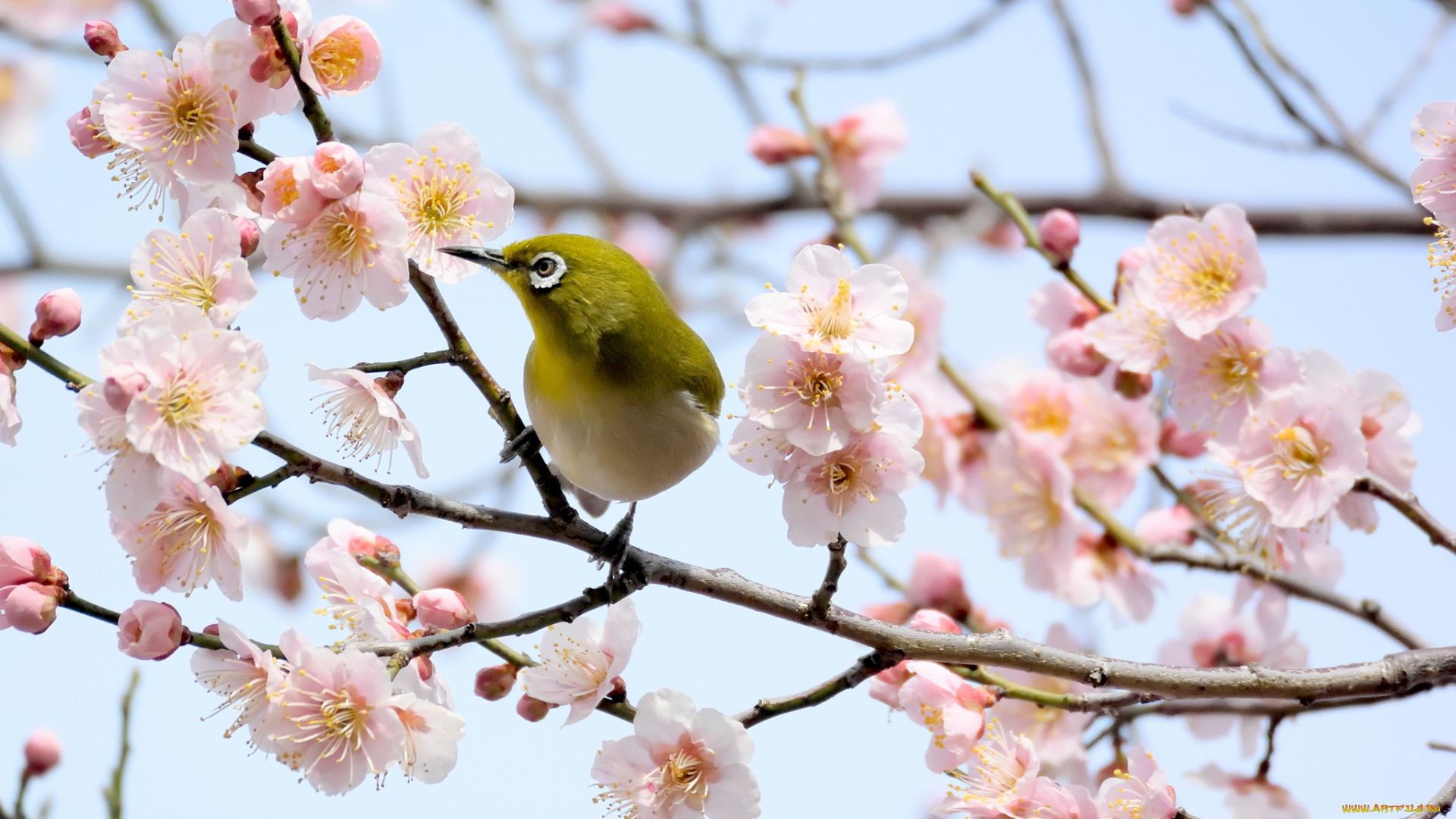 животные, белоглазки, цветущее, дерево, птица, цветы, ветки, белоглазка