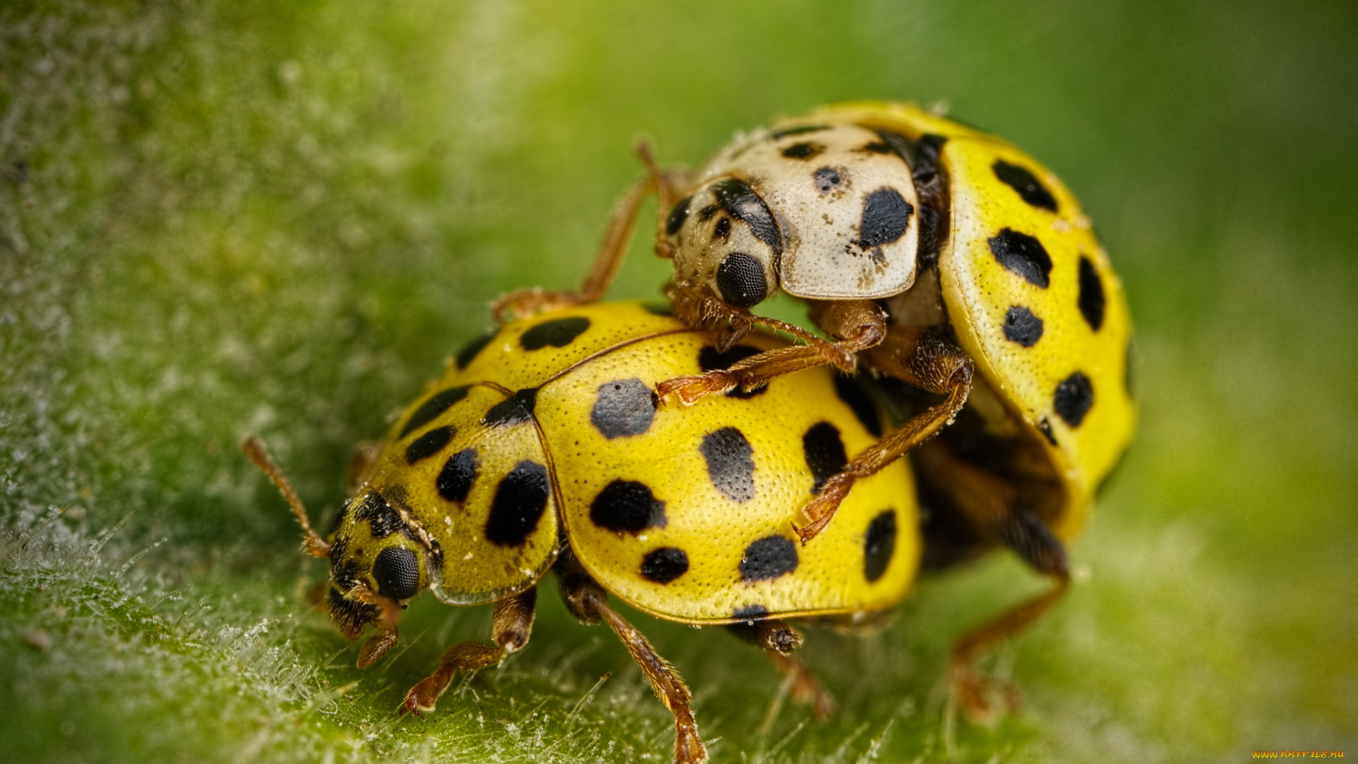 животные, божьи, коровки, божьи, коровки, макро, насекомые, лист