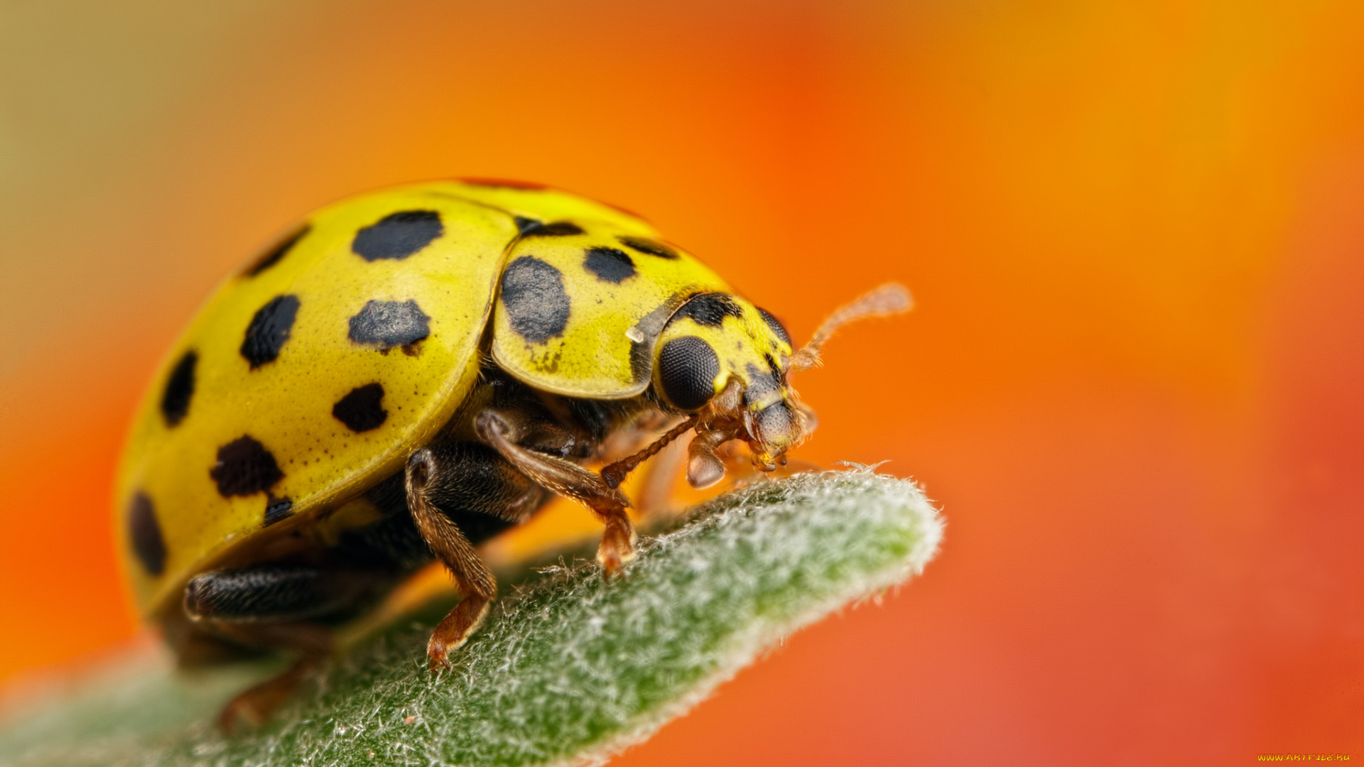 животные, божьи, коровки, жёлтая, божья, коровка, травинка, насекомое, макро, утро, фон
