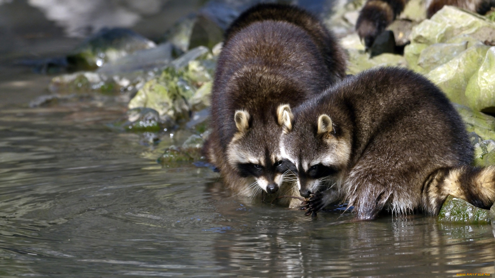 животные, еноты