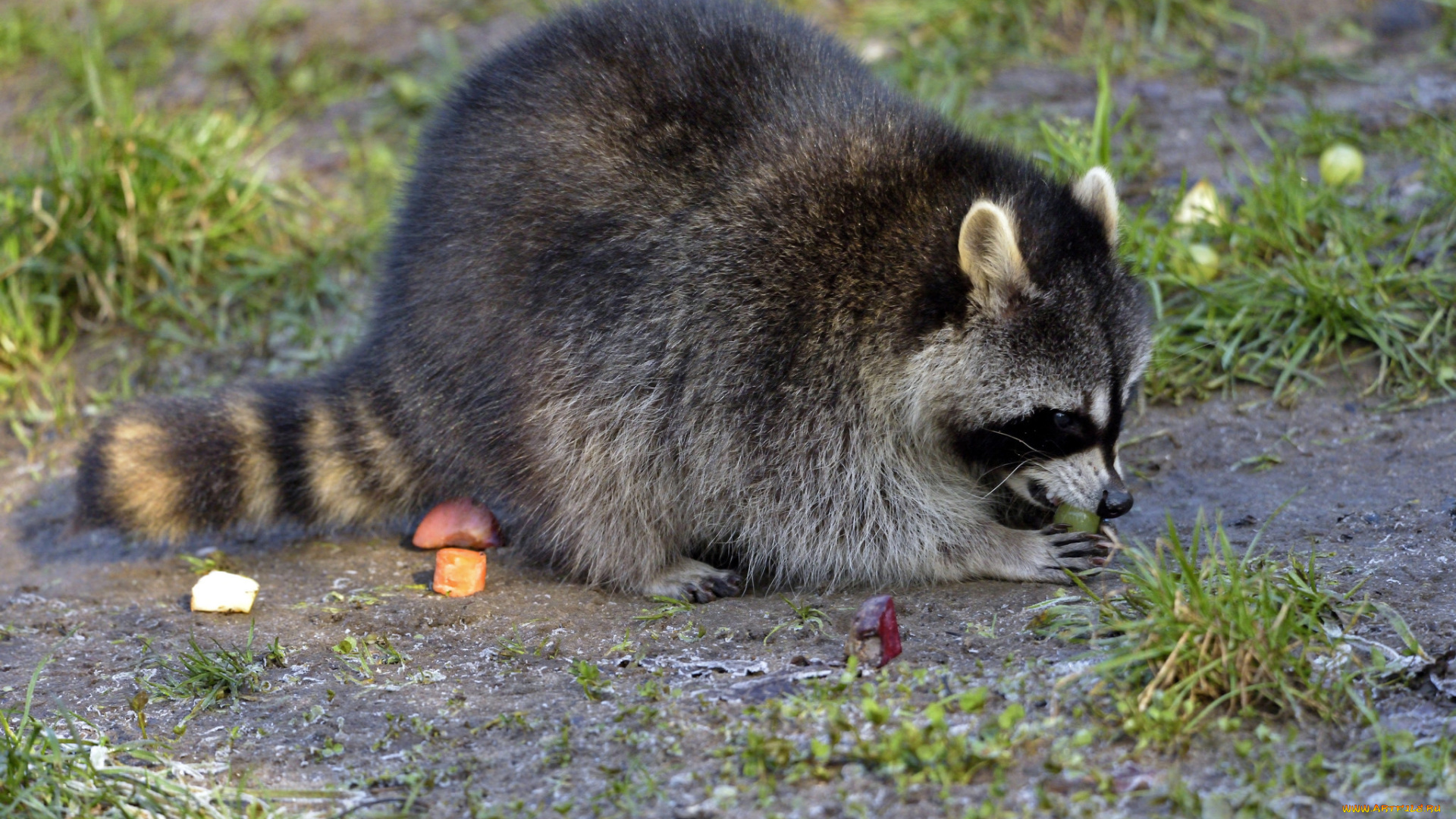 животные, еноты, енот