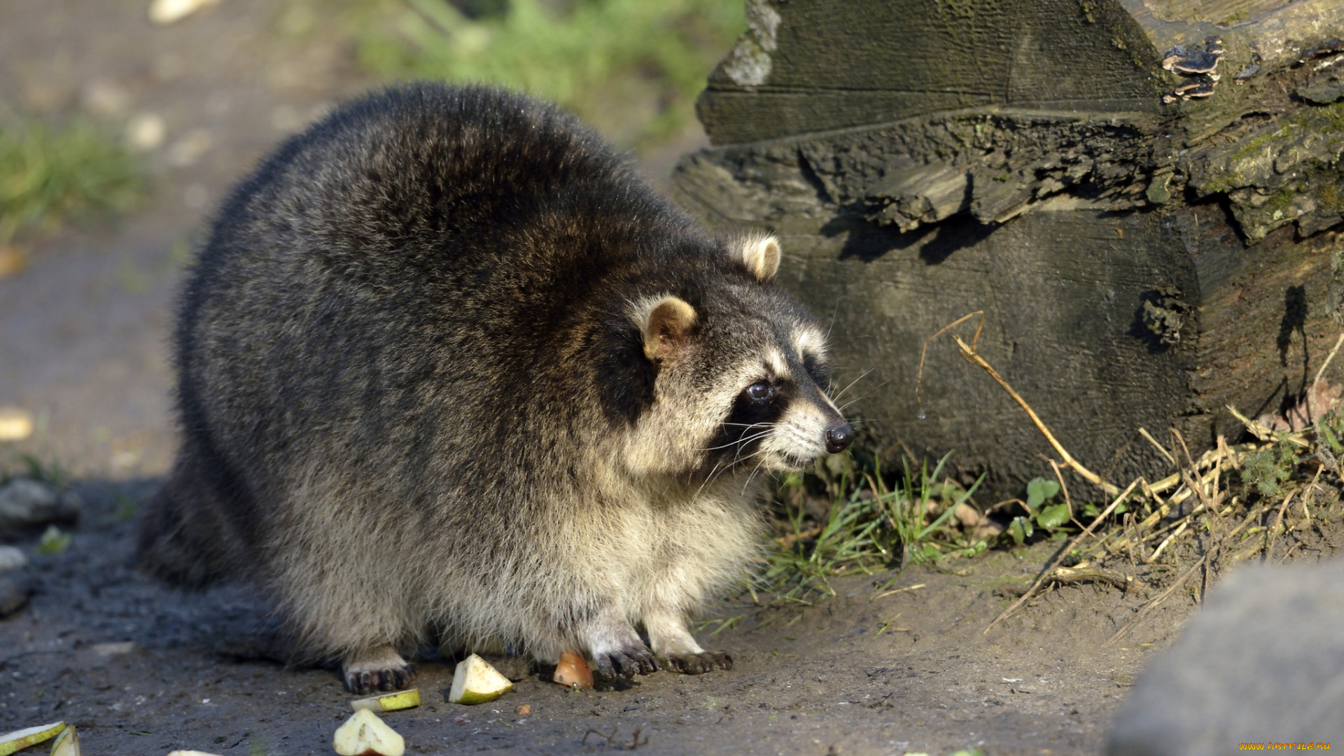 животные, еноты, енот