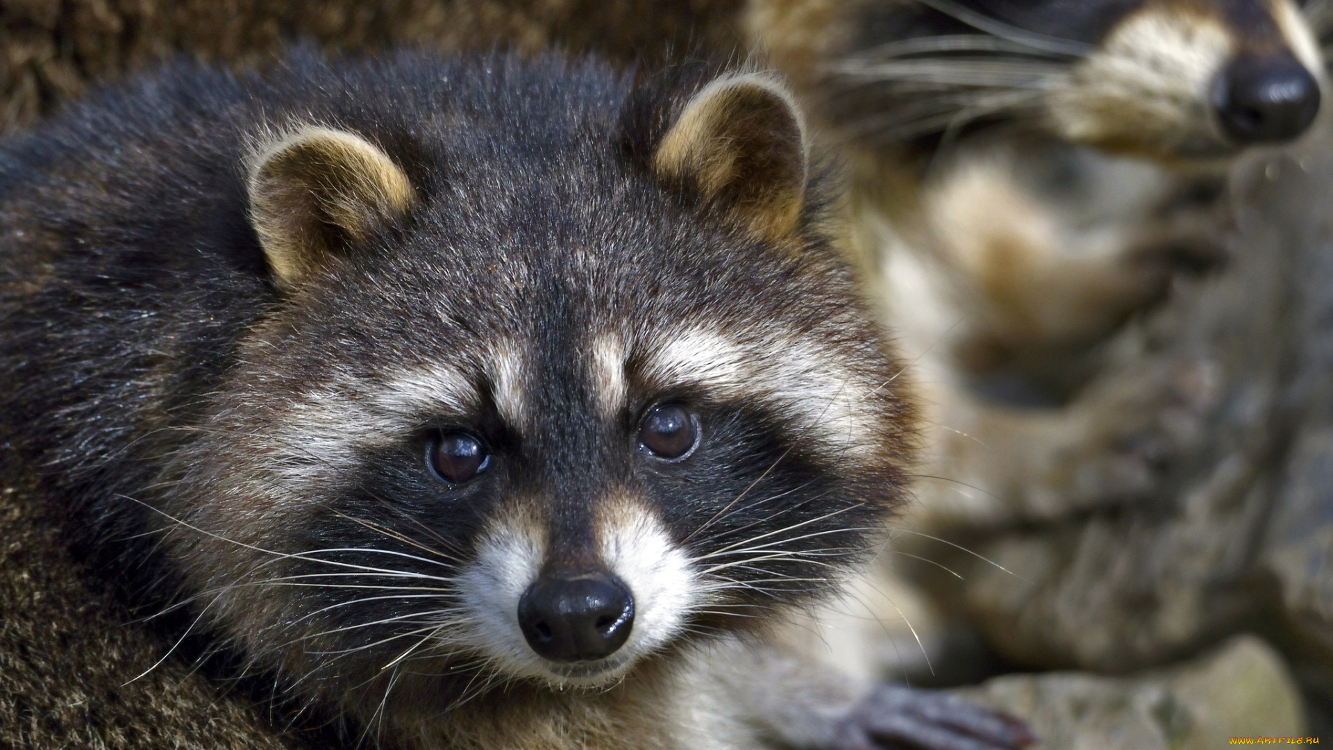 животные, еноты, енот