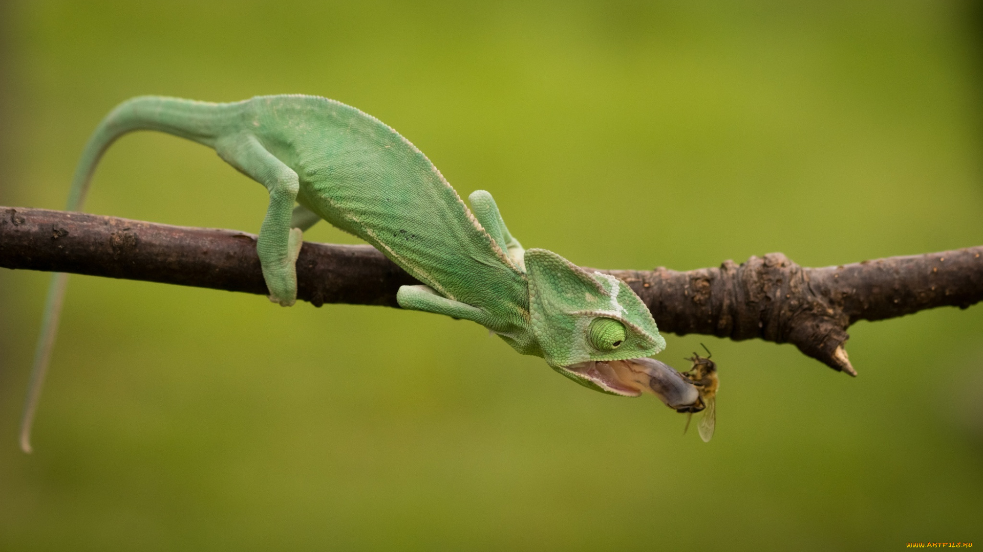 животные, хамелеоны, green, еда, chameleon, обед, хамелеон, язык, насекомое, охота, insect, hunt, ящерица, ящерка, морда, eyes, рептилия, reptile, lizard, beauty