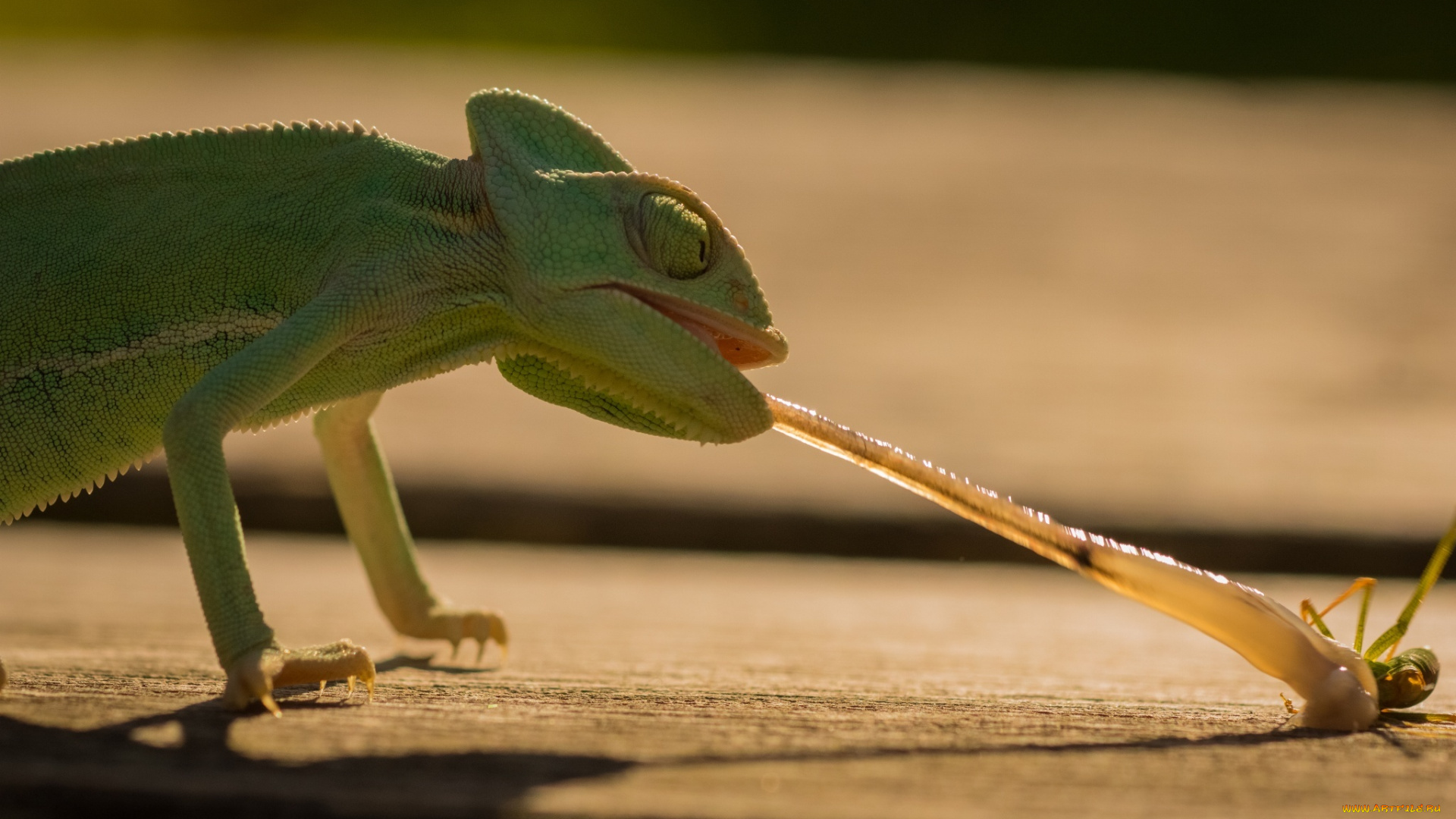 животные, хамелеоны, ящерица, ящерка, язык, hunt, insect, охота, насекомое, морда, beauty, eyes, рептилия, reptile, lizard, chameleon, хамелеон, green, обед, еда