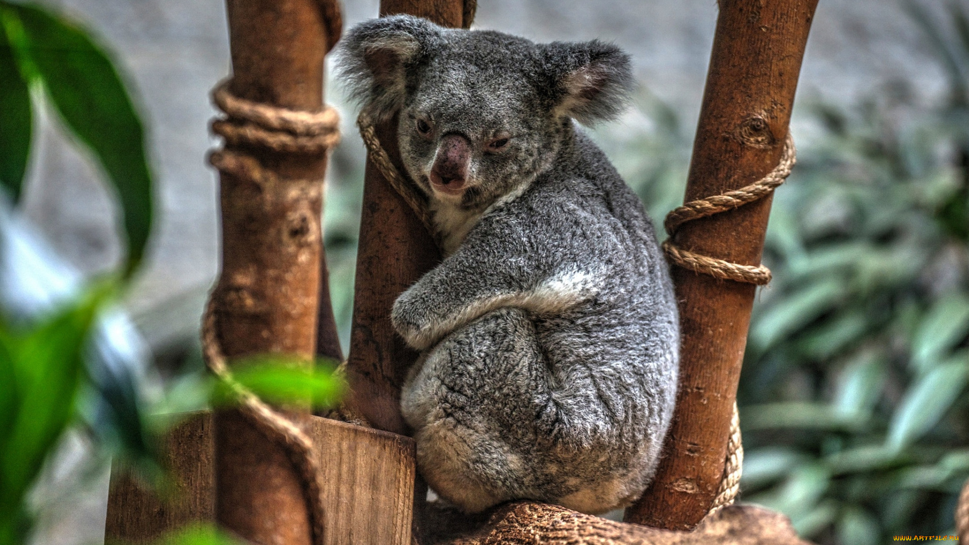 животные, коалы, коала