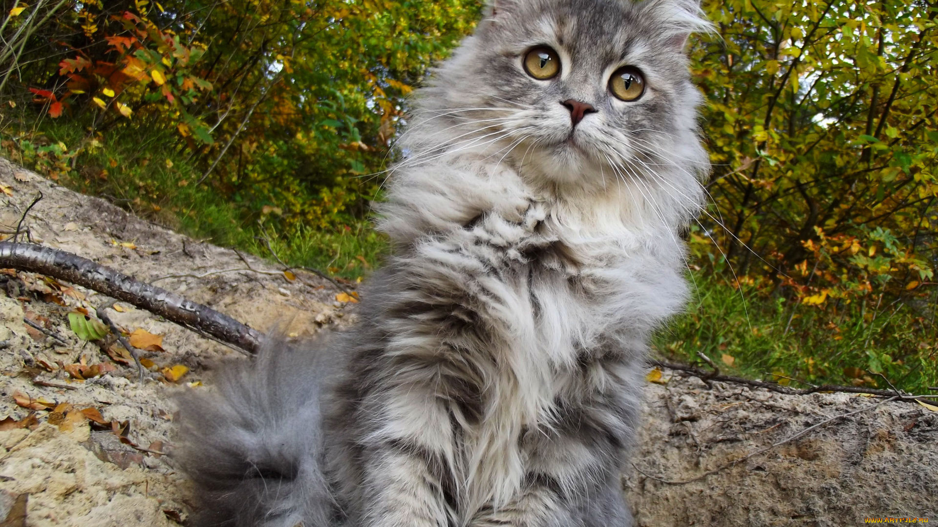 животные, коты, киса, ушки, взгляд, усы, коте