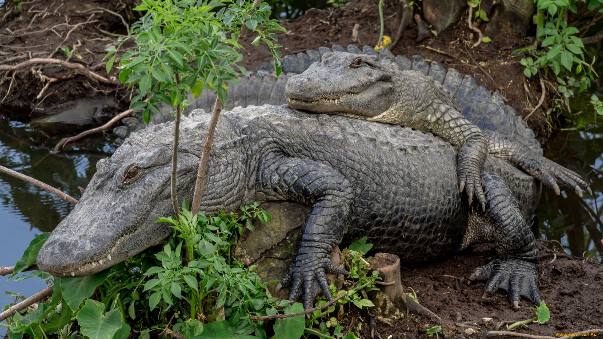 животные, крокодилы