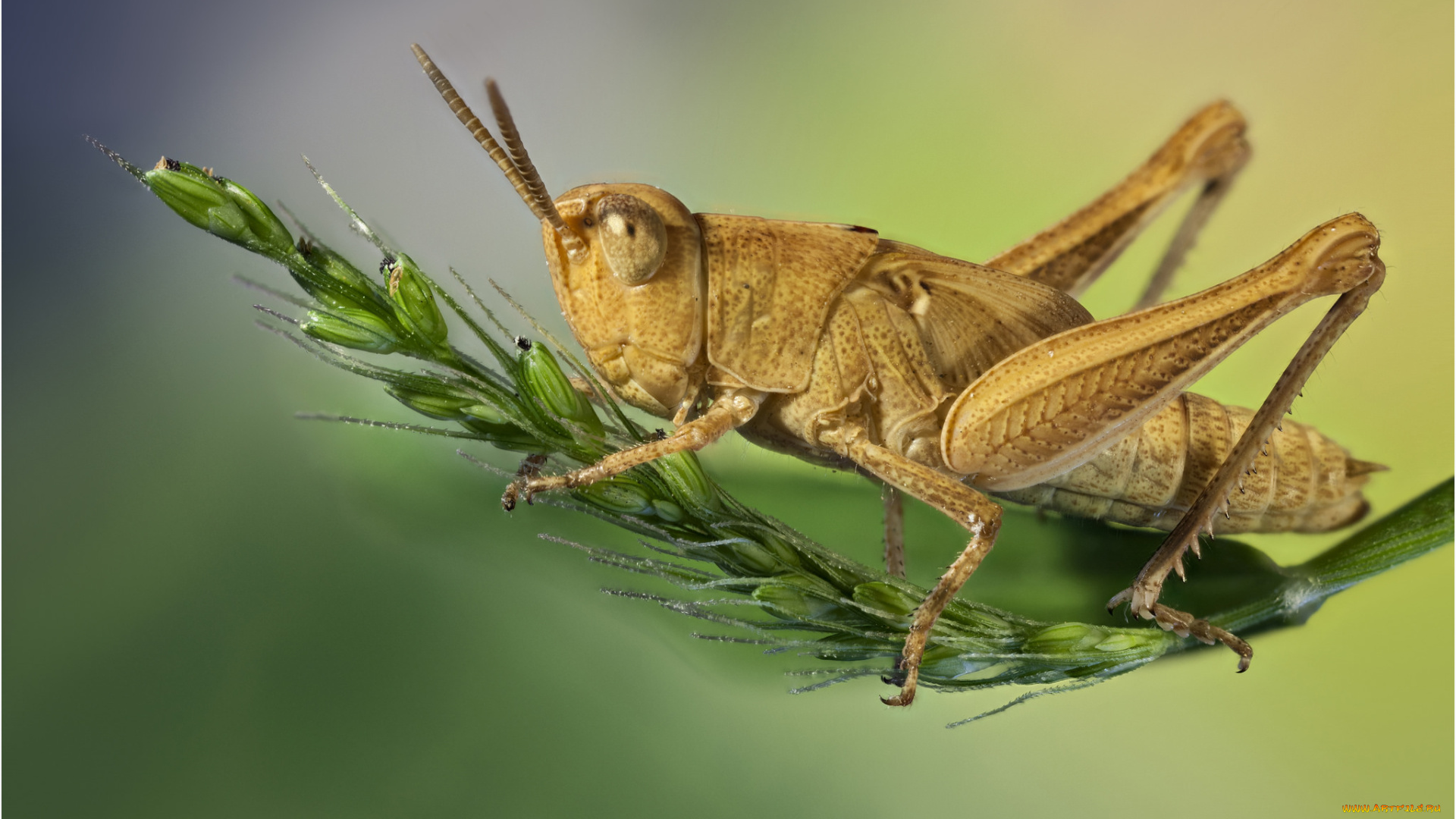 животные, кузнечики, , саранча, саранчук