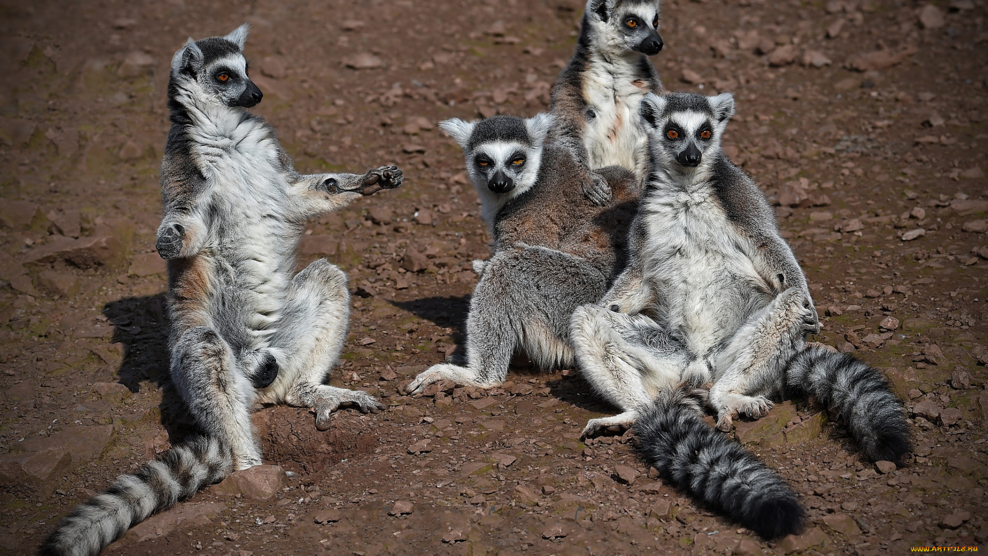 животные, лемуры