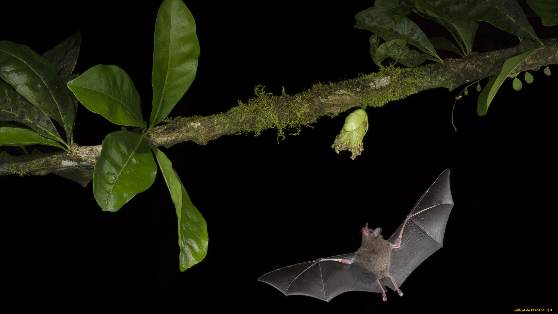 животные, летучие, мыши, ветка, полет, листья, летучая, мышь, растение, ночь