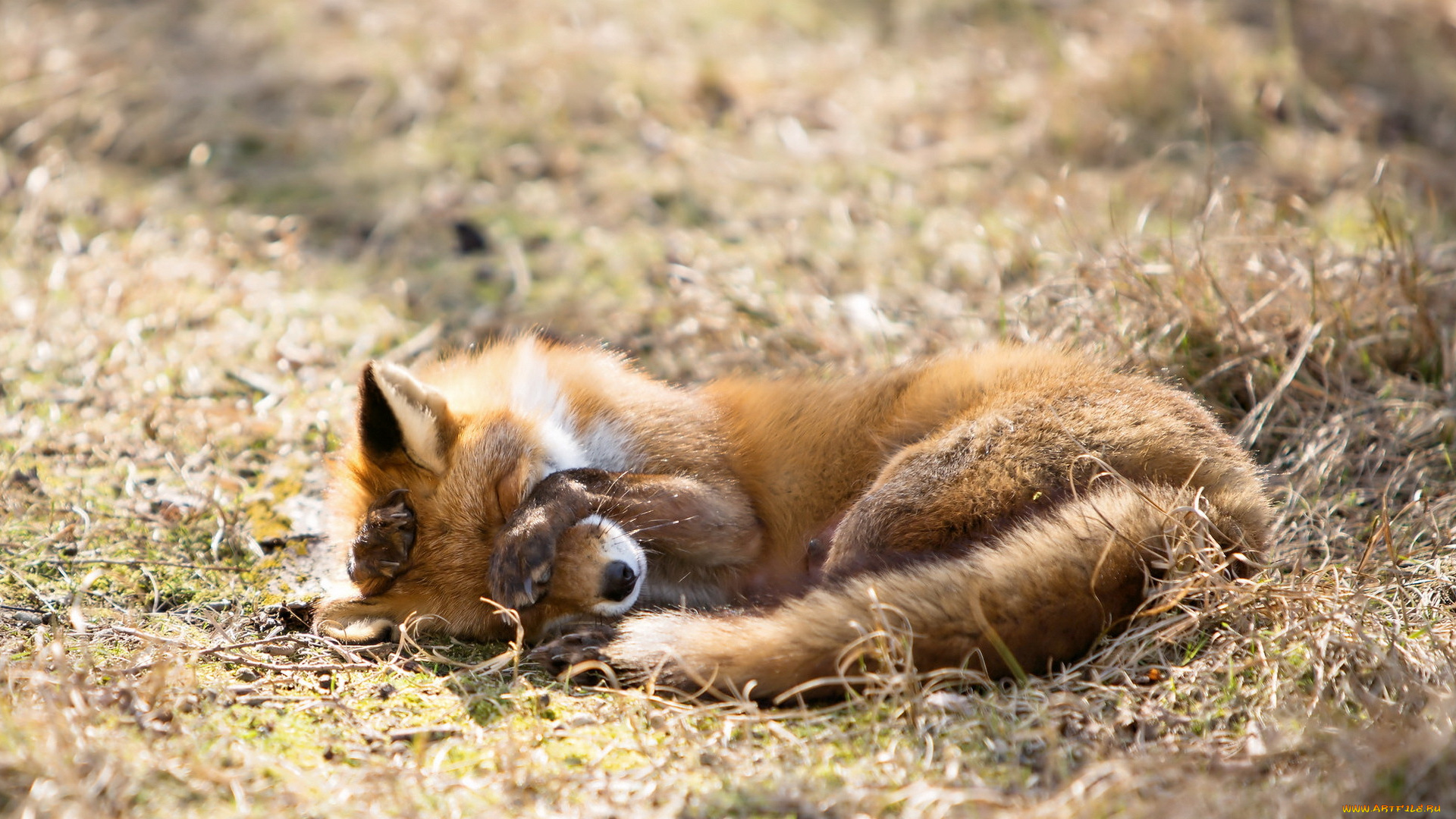 животные, лисы, природа, лиса, фон